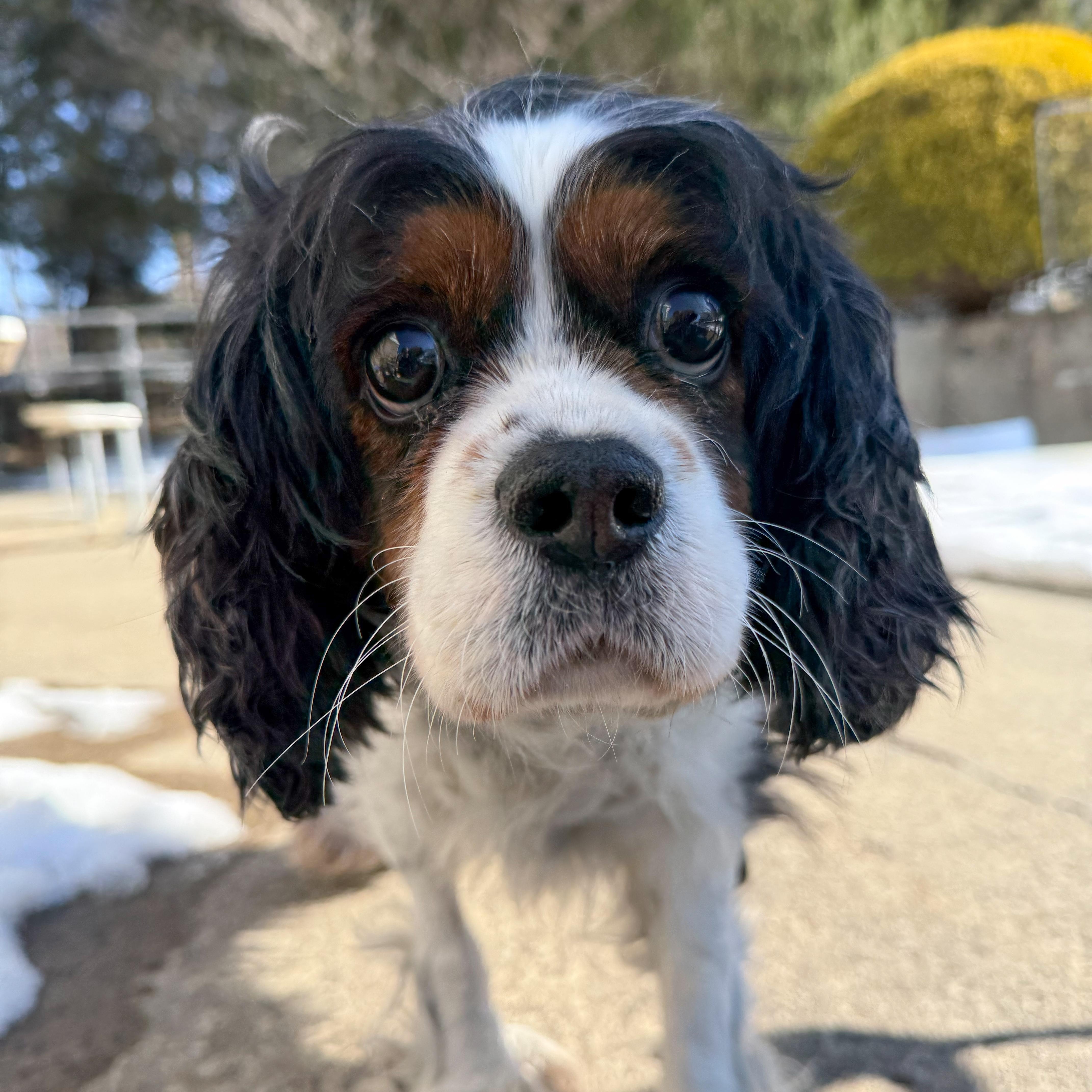 Enlarge Solstice , an adopted mixed breed in Latrobe, PA image 2/5