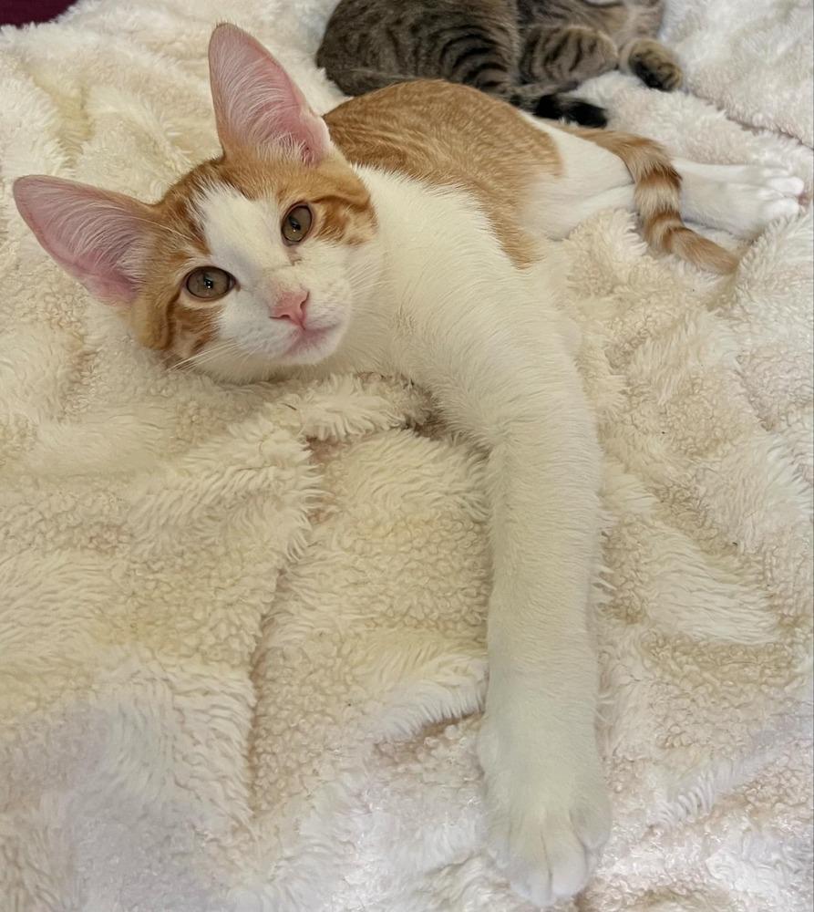 Gajeel, Adoptable, Kitten Male Domestic Short Hair.