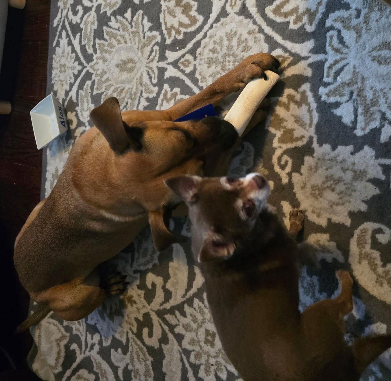 Miles, a Adoptable mixed breed in St. Louis, MO image 1/3