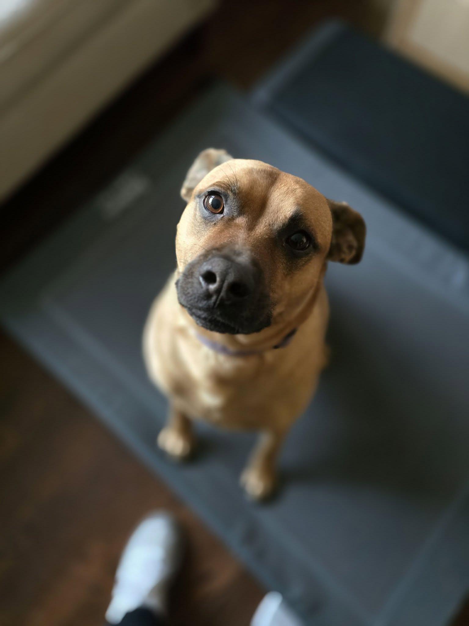 Miles, Adoptable, Adult Male Black Mouth Cur & Shepherd.