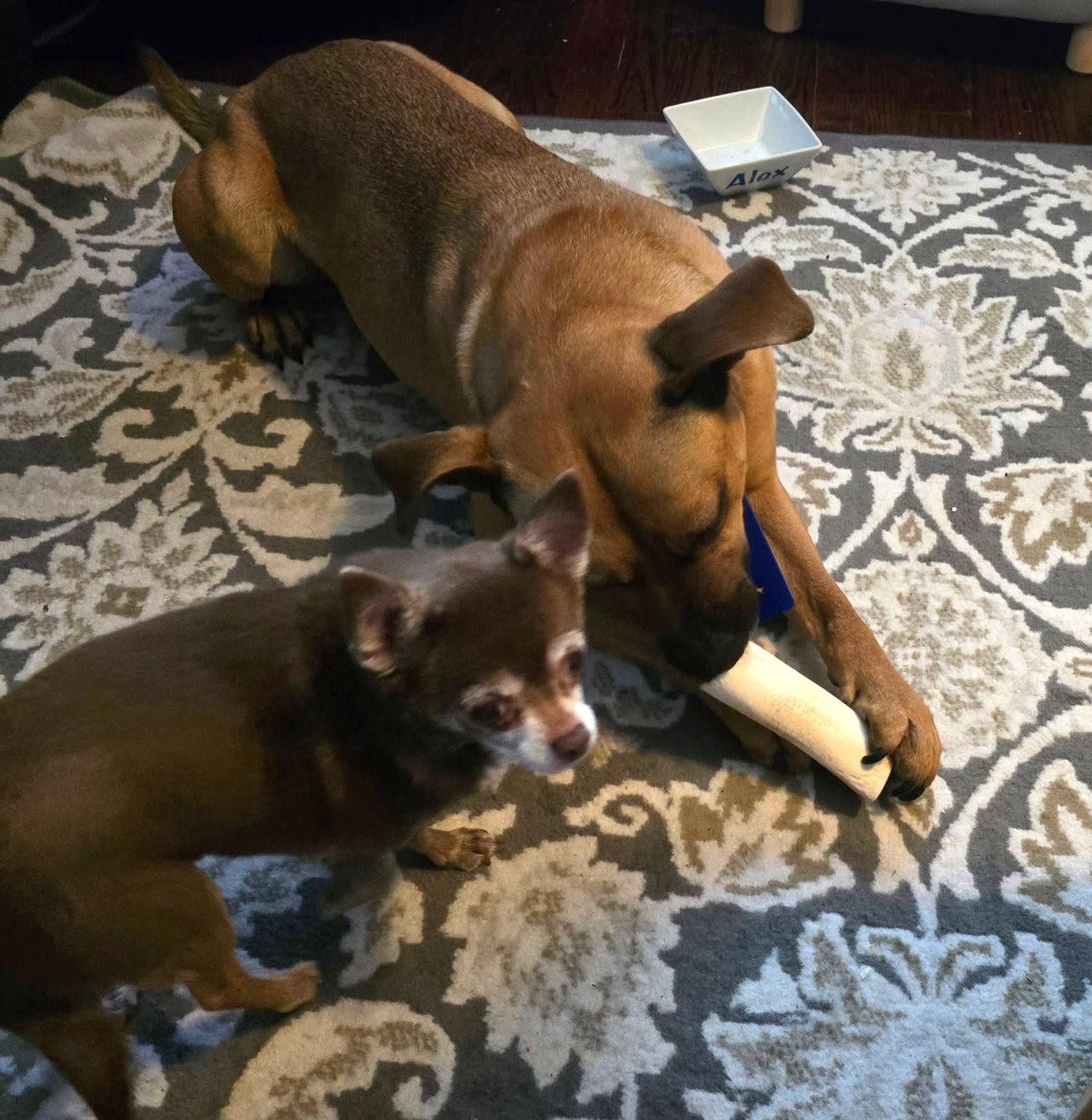 Miles, a Adoptable mixed breed in St. Louis, MO image 2/3