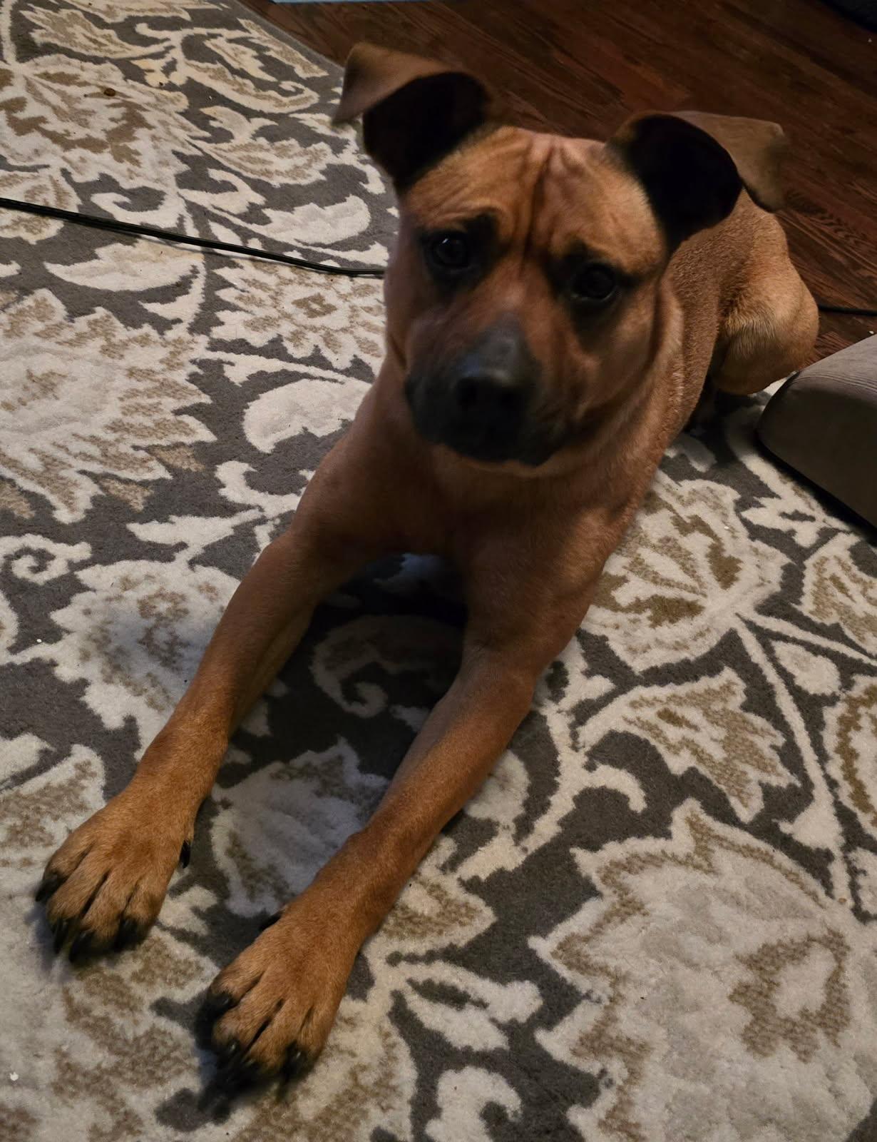 Miles, a Adoptable mixed breed in St. Louis, MO image 2/3