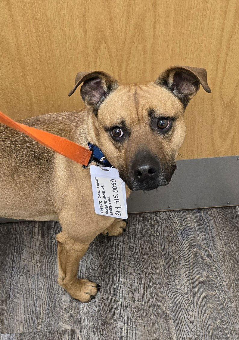 Miles, a Adoptable mixed breed in St. Louis, MO image 3/3