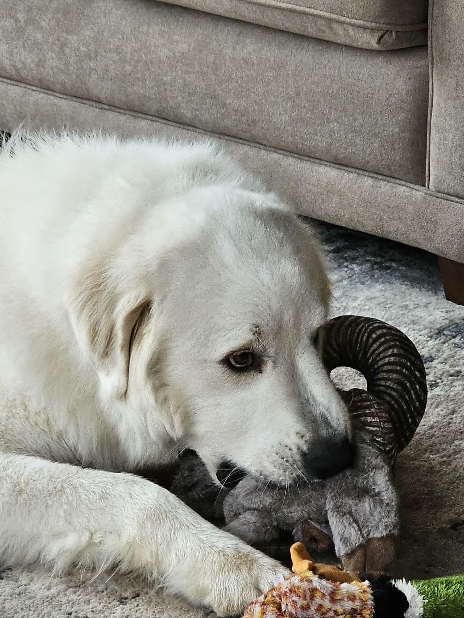 Barlow — thumbnail 2