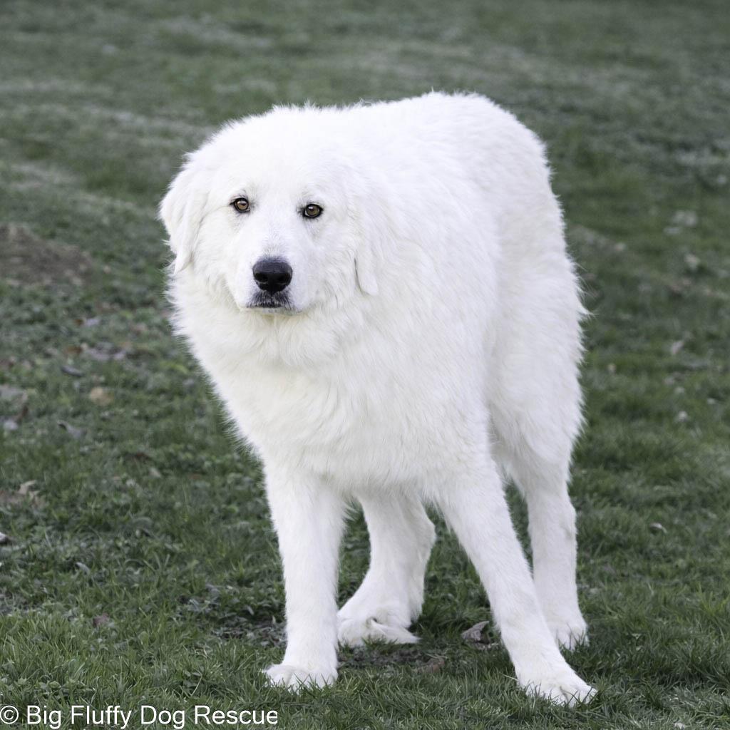 Barlow — thumbnail 4