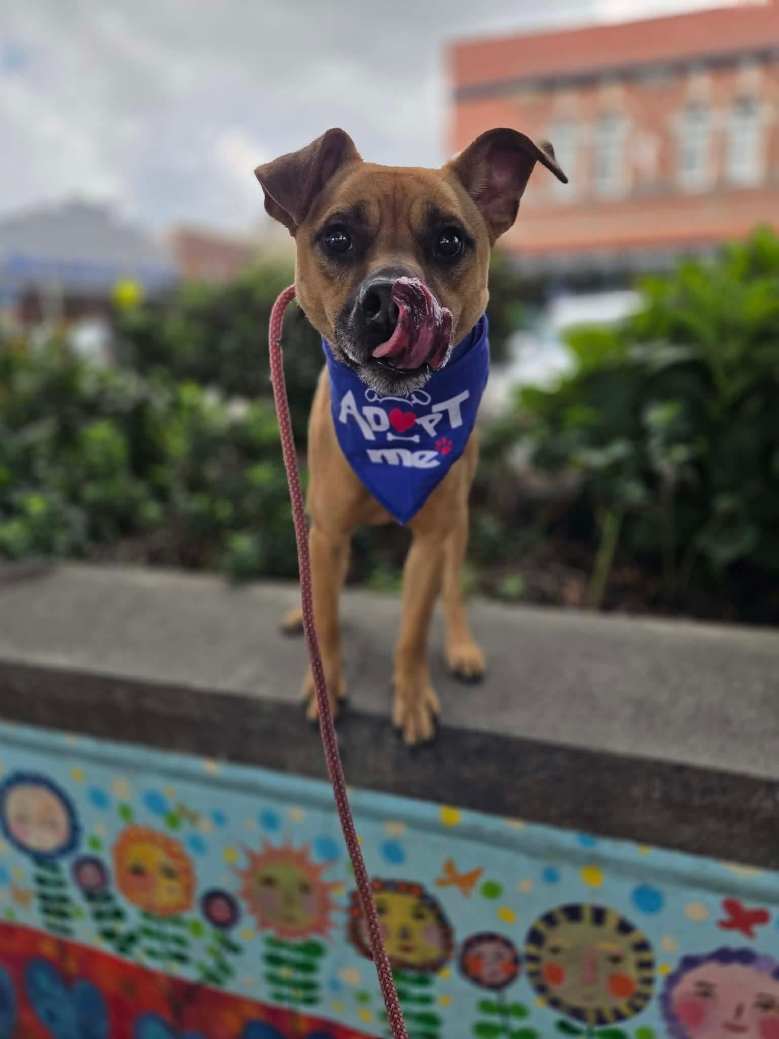 Goose, Adoptable, Adult Male Black Mouth Cur & Boxer.