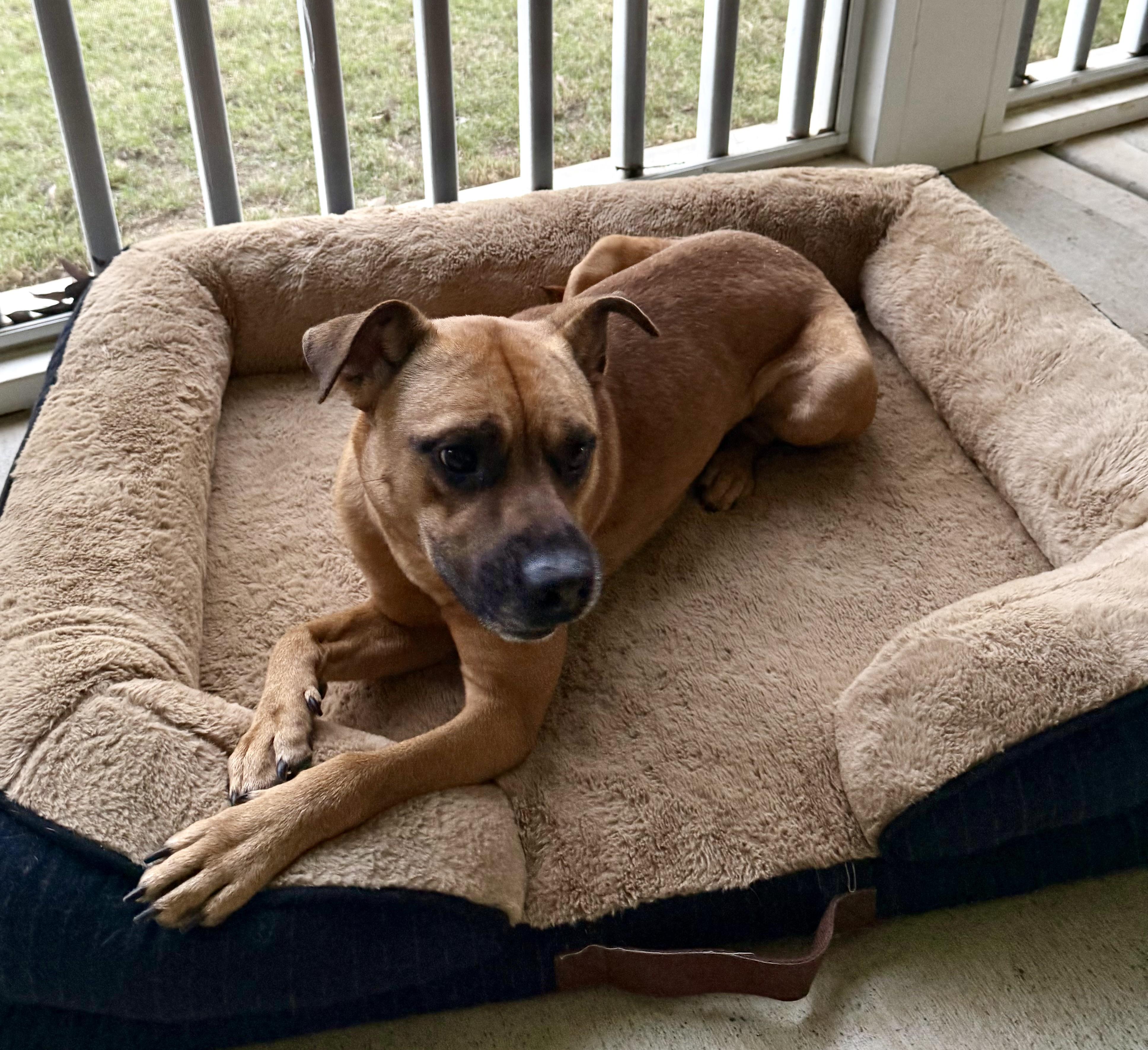 Enlarge Goose, a Adoptable mixed breed in Duluth, GA image 2/5