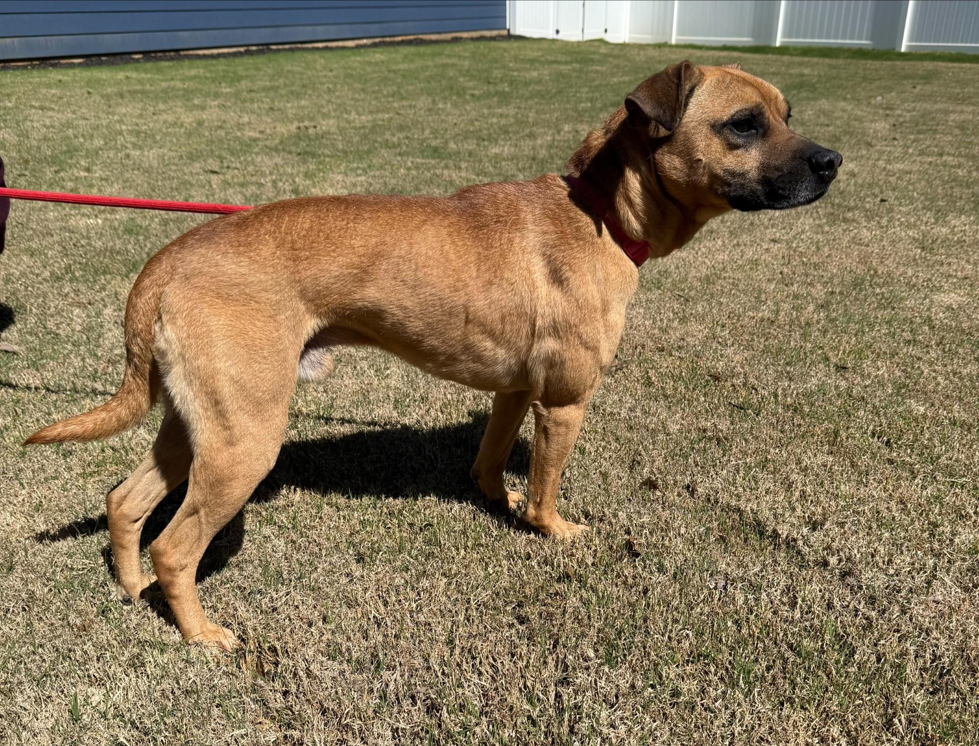 Enlarge Goose, a ADOPTABLE mixed breed in Duluth, GA image 3/3