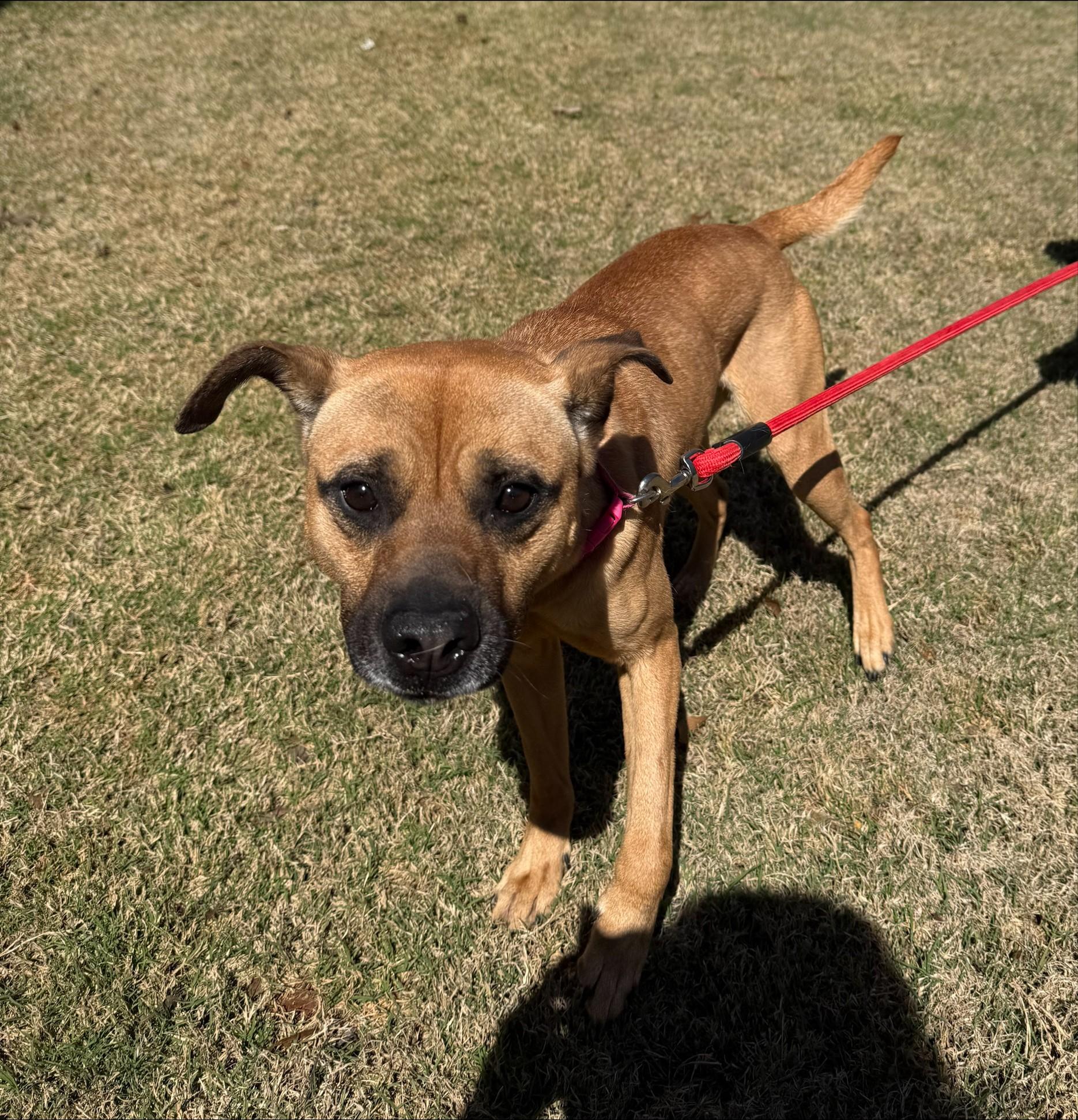 Enlarge Goose, a ADOPTABLE mixed breed in Duluth, GA image 1/3