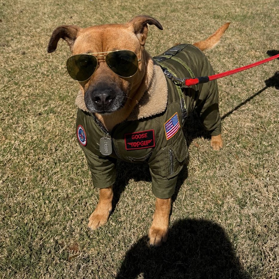 Enlarge Goose, a Adoptable mixed breed in Duluth, GA image 3/5