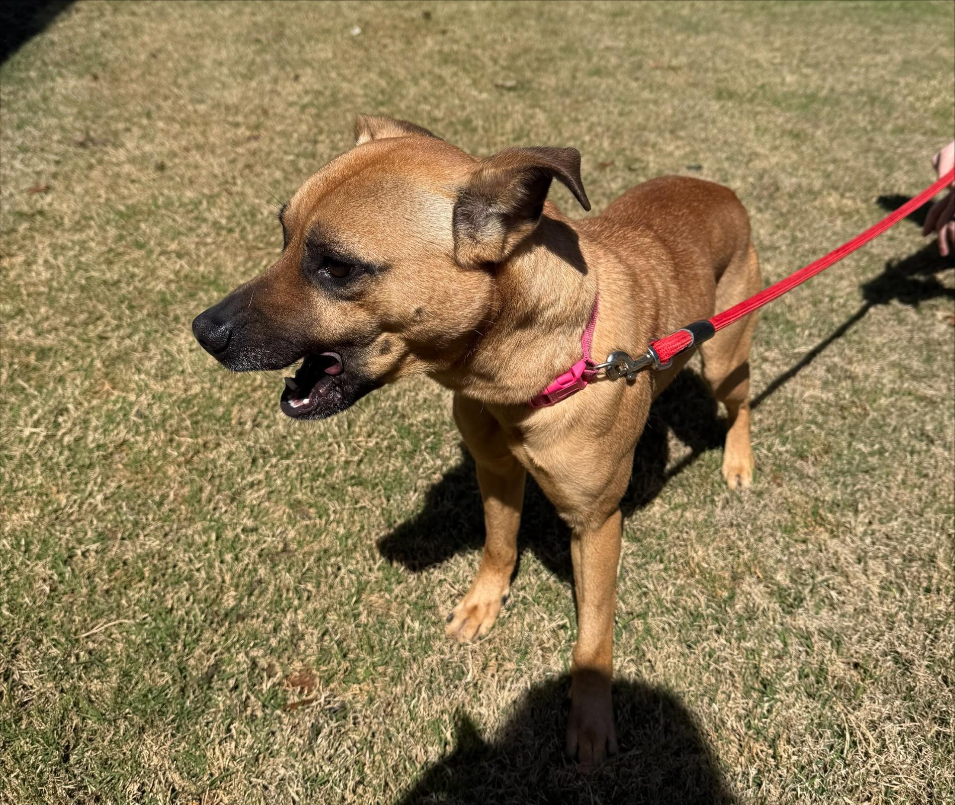 Enlarge Goose, a ADOPTABLE mixed breed in Duluth, GA image 2/3