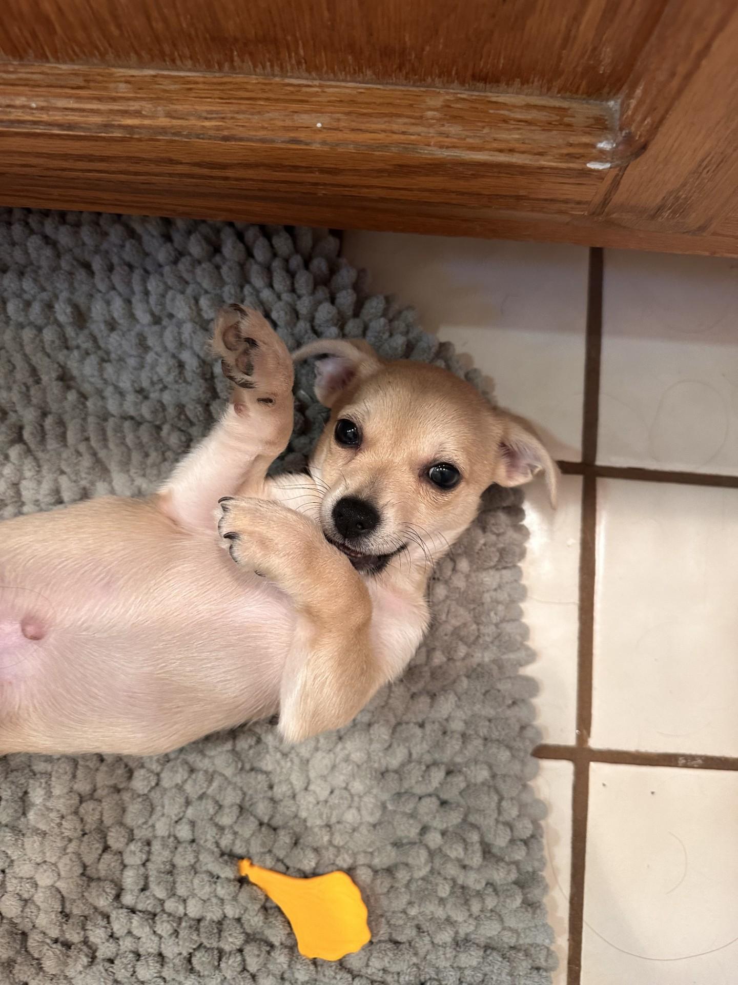 Dobby