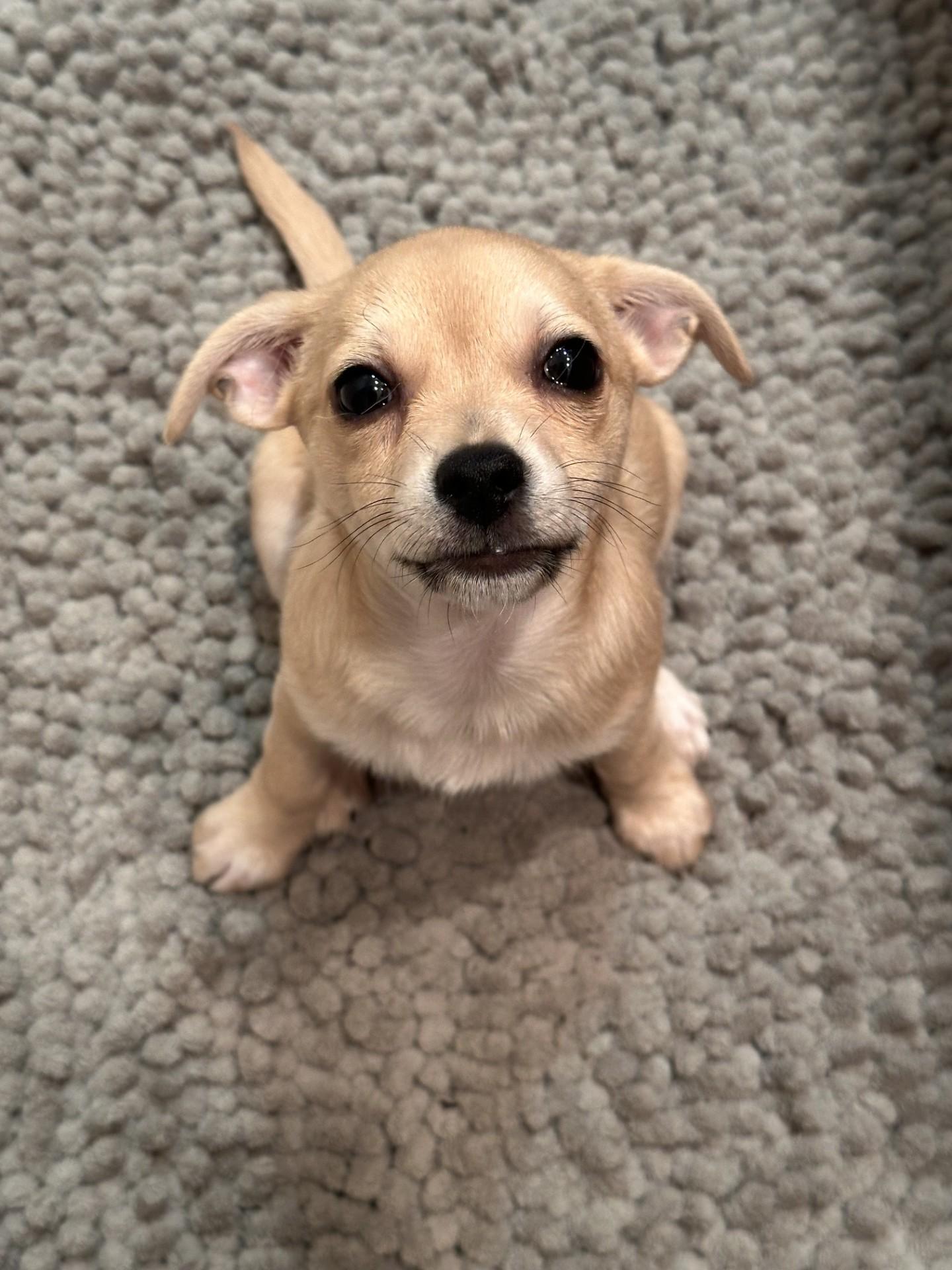 Dobby