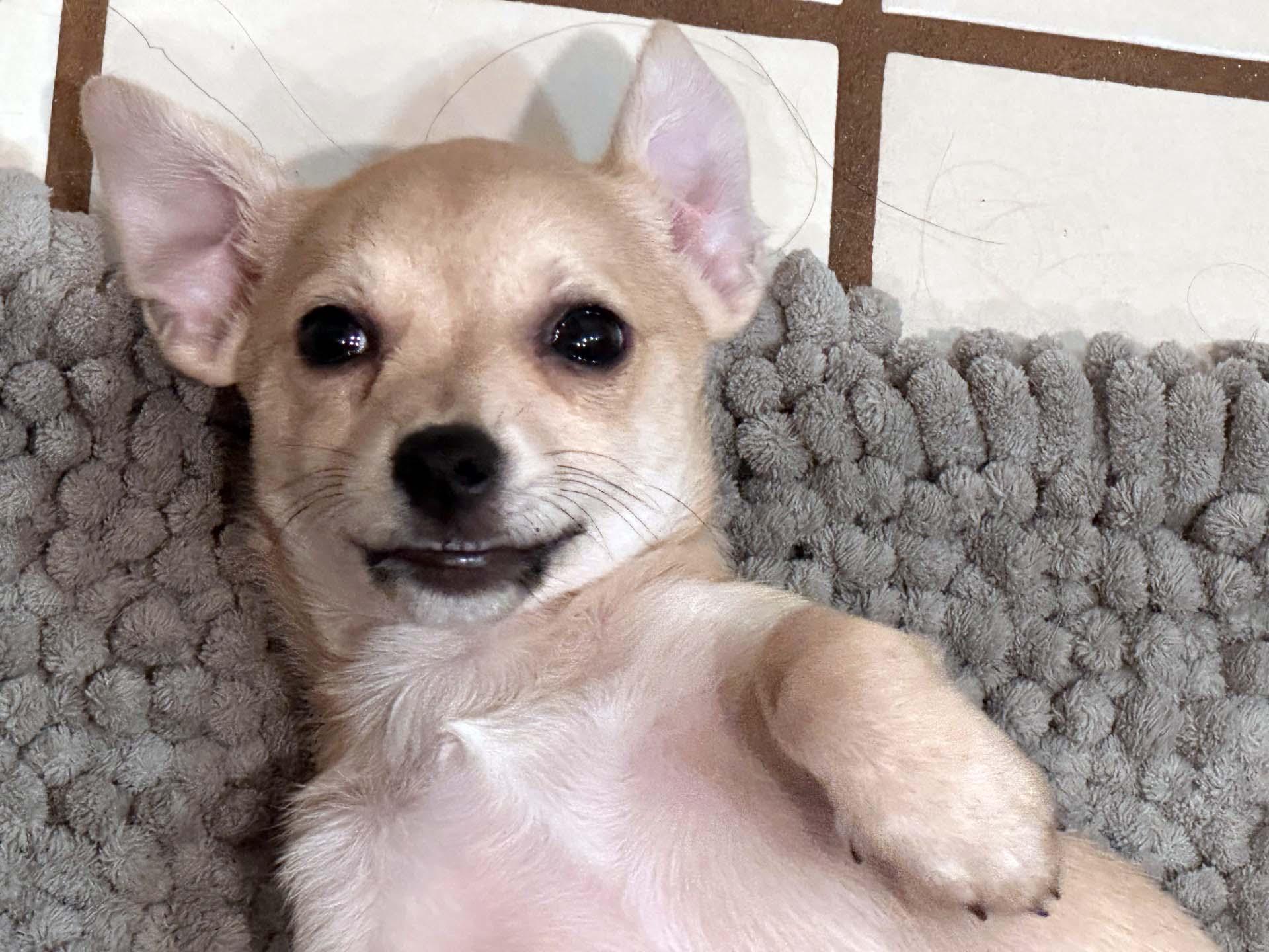 Dobby