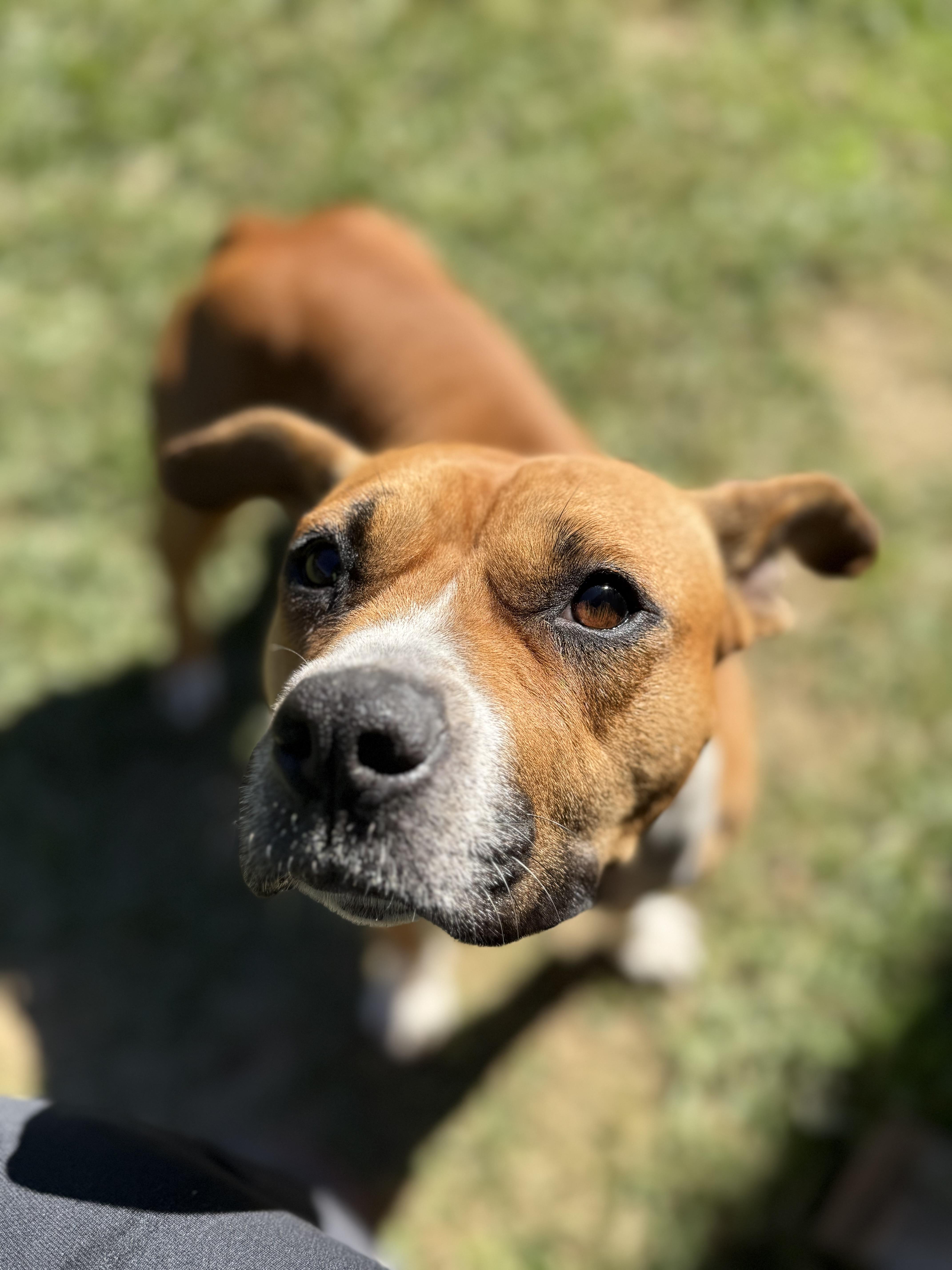 Eden, Adoptable, Adult Female Terrier.