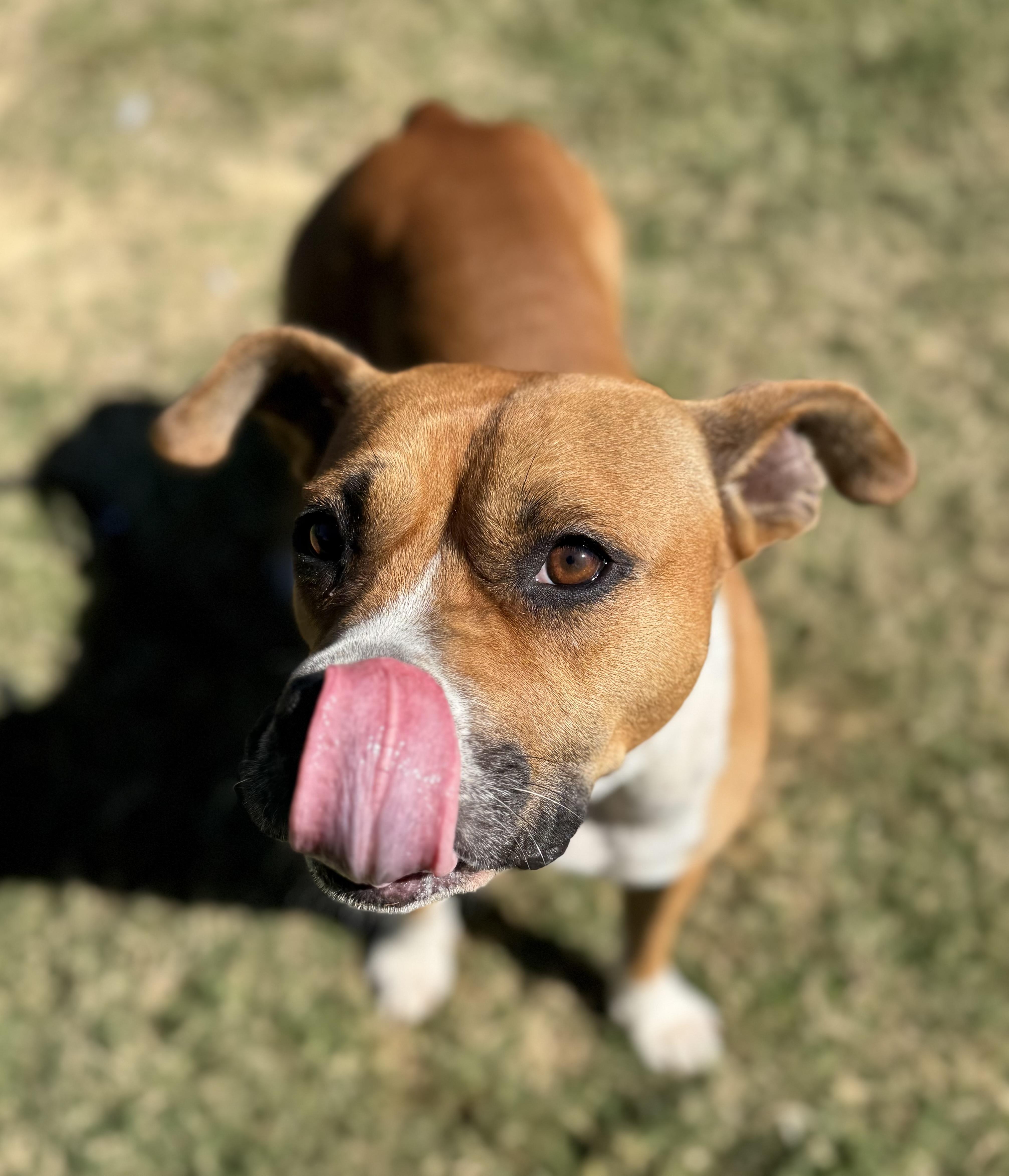 Eden, a Adoptable mixed breed in Lancaster, SC image 2/5