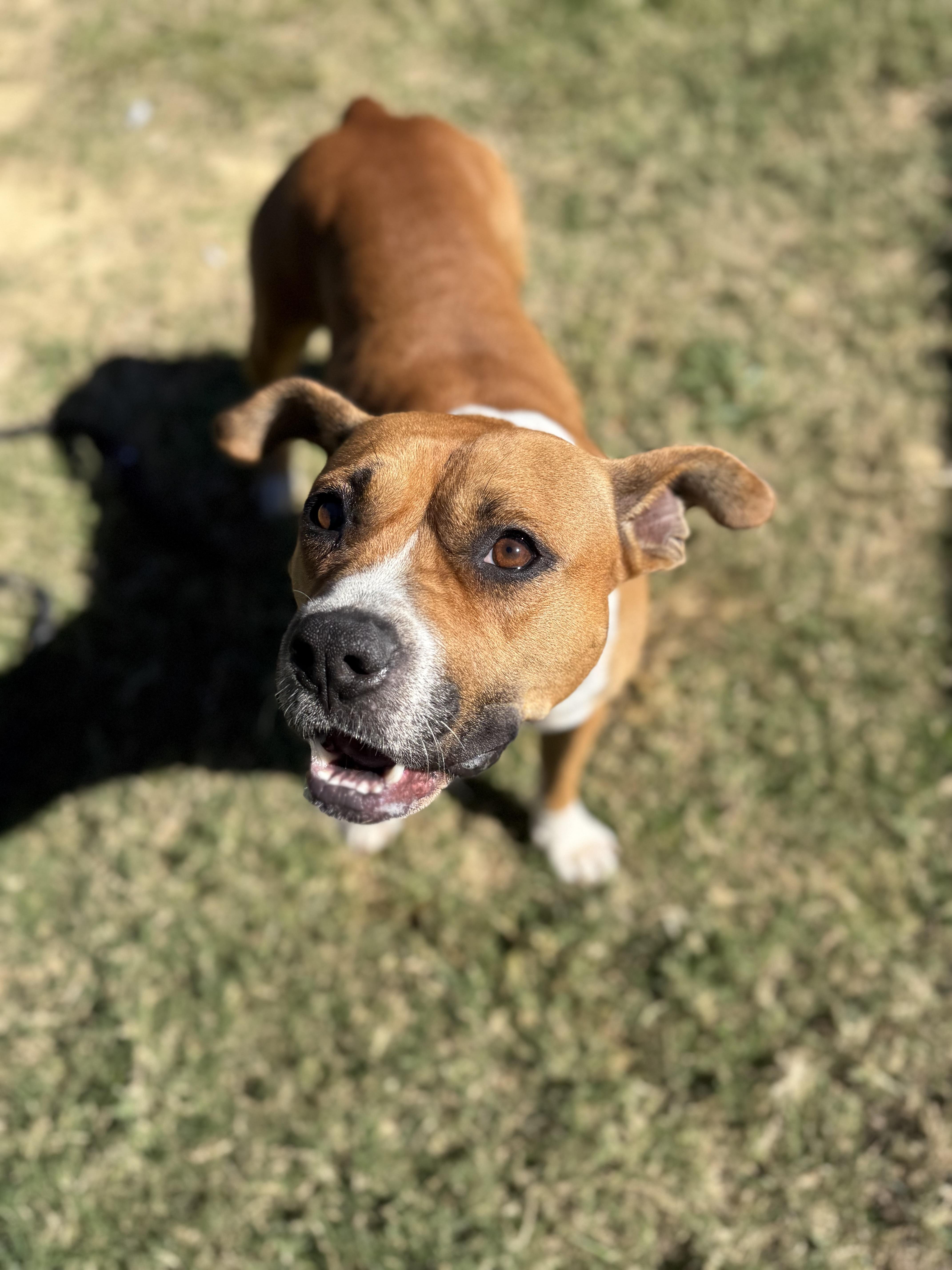 Eden, a Adoptable mixed breed in Lancaster, SC image 3/5