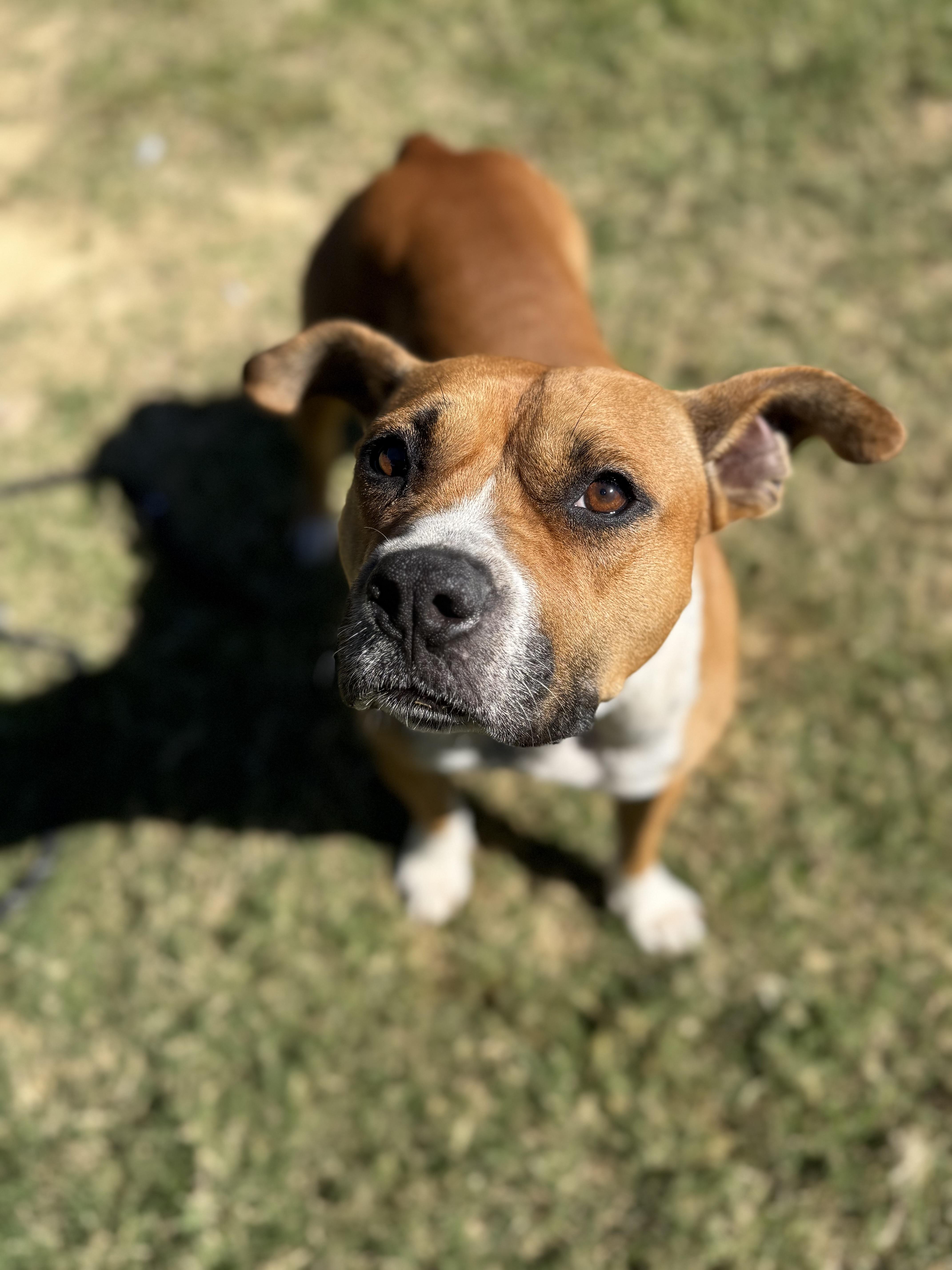 Eden, a Adoptable mixed breed in Lancaster, SC image 4/5