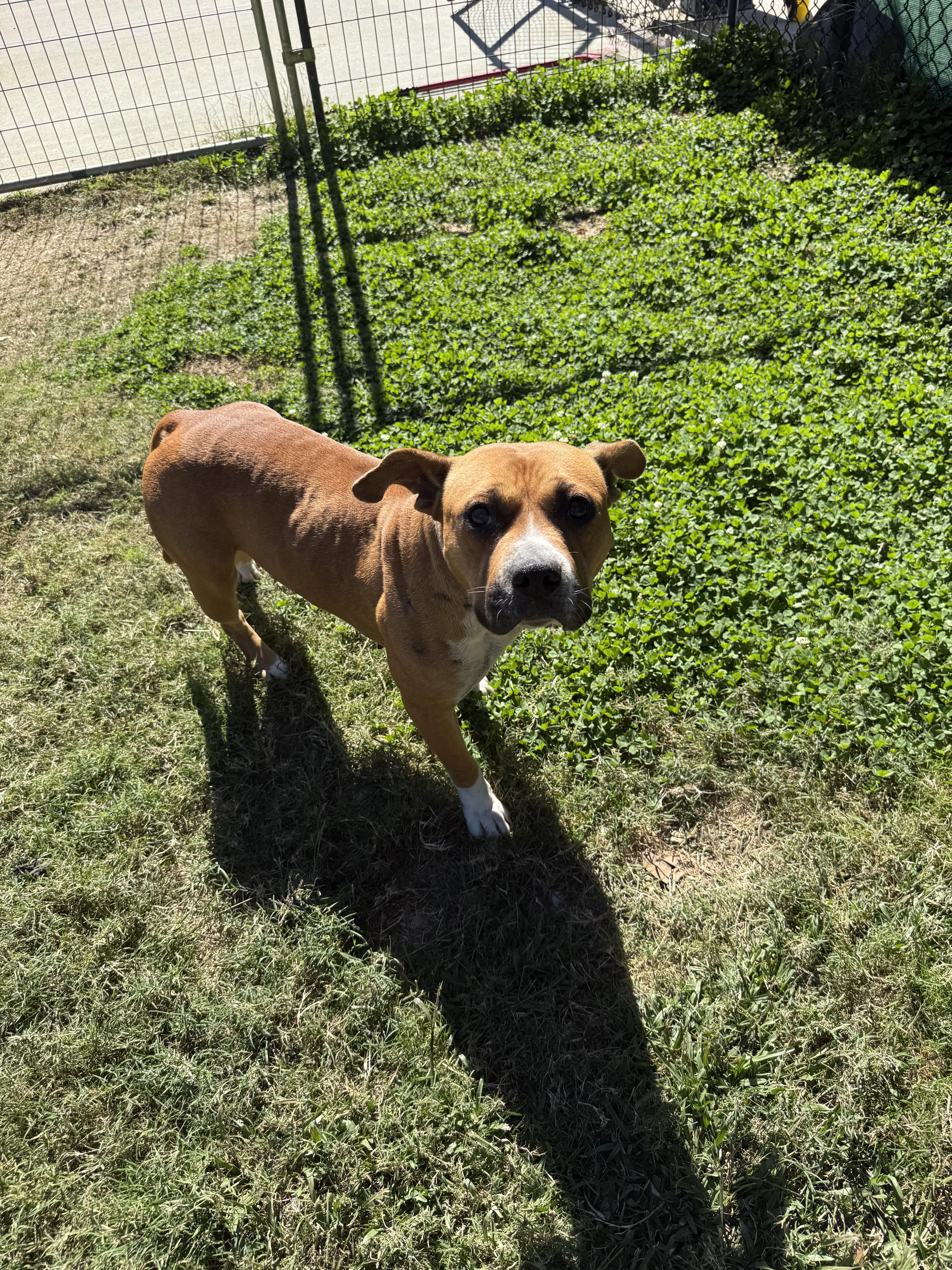 Eden, a Adoptable mixed breed in Lancaster, SC image 5/5