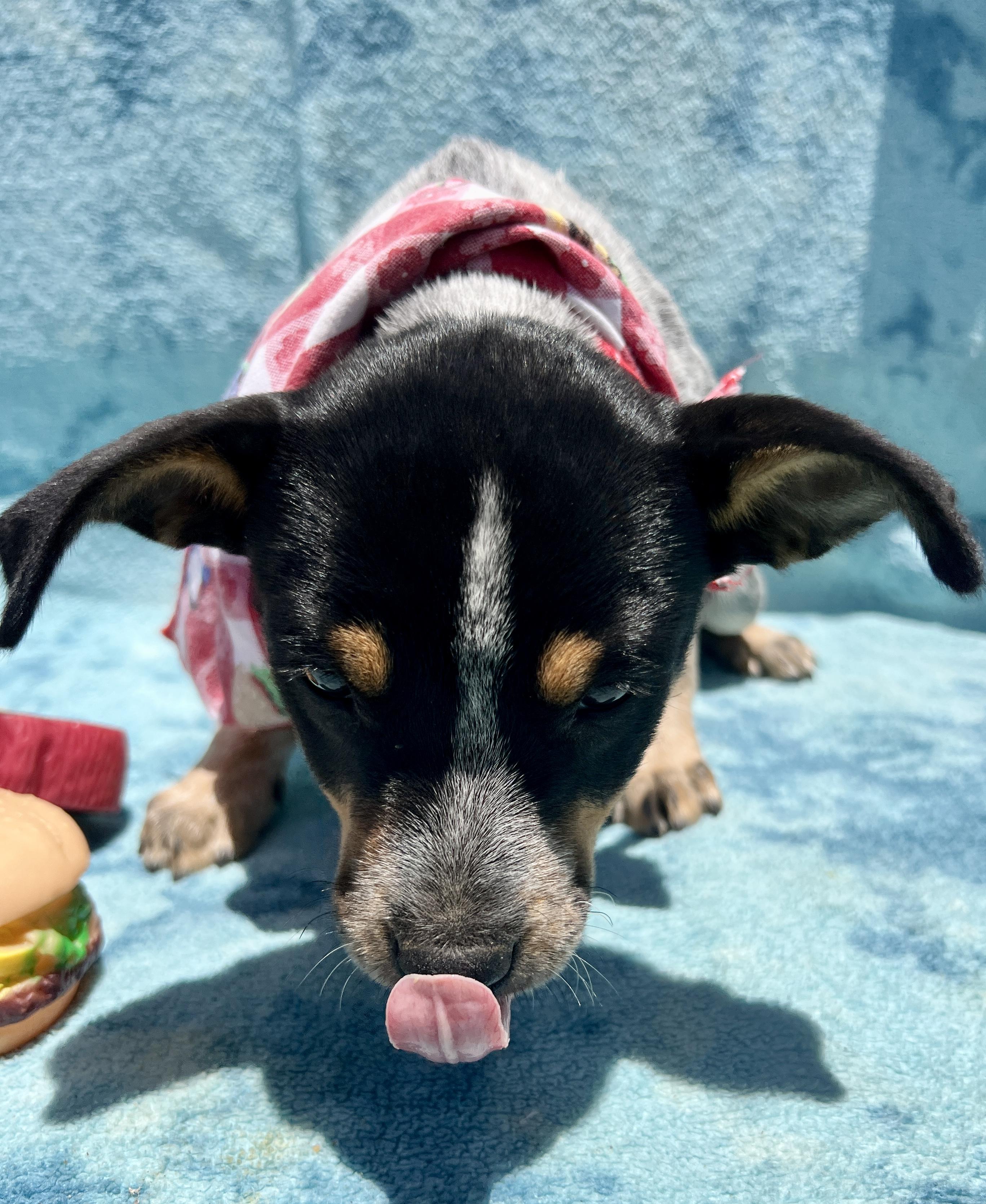 Enlarge Lou, a Adoptable mixed breed in Roseville , CA image 4/5