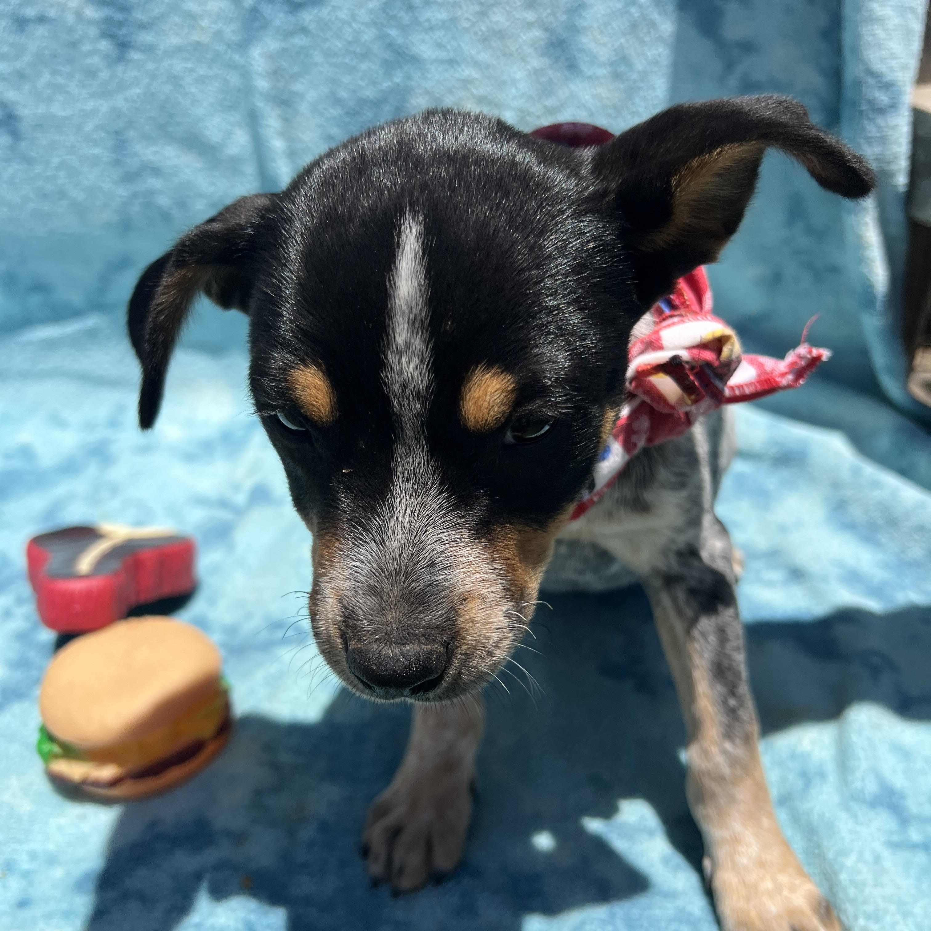 Enlarge Lou, a Adoptable mixed breed in Roseville , CA image 2/5