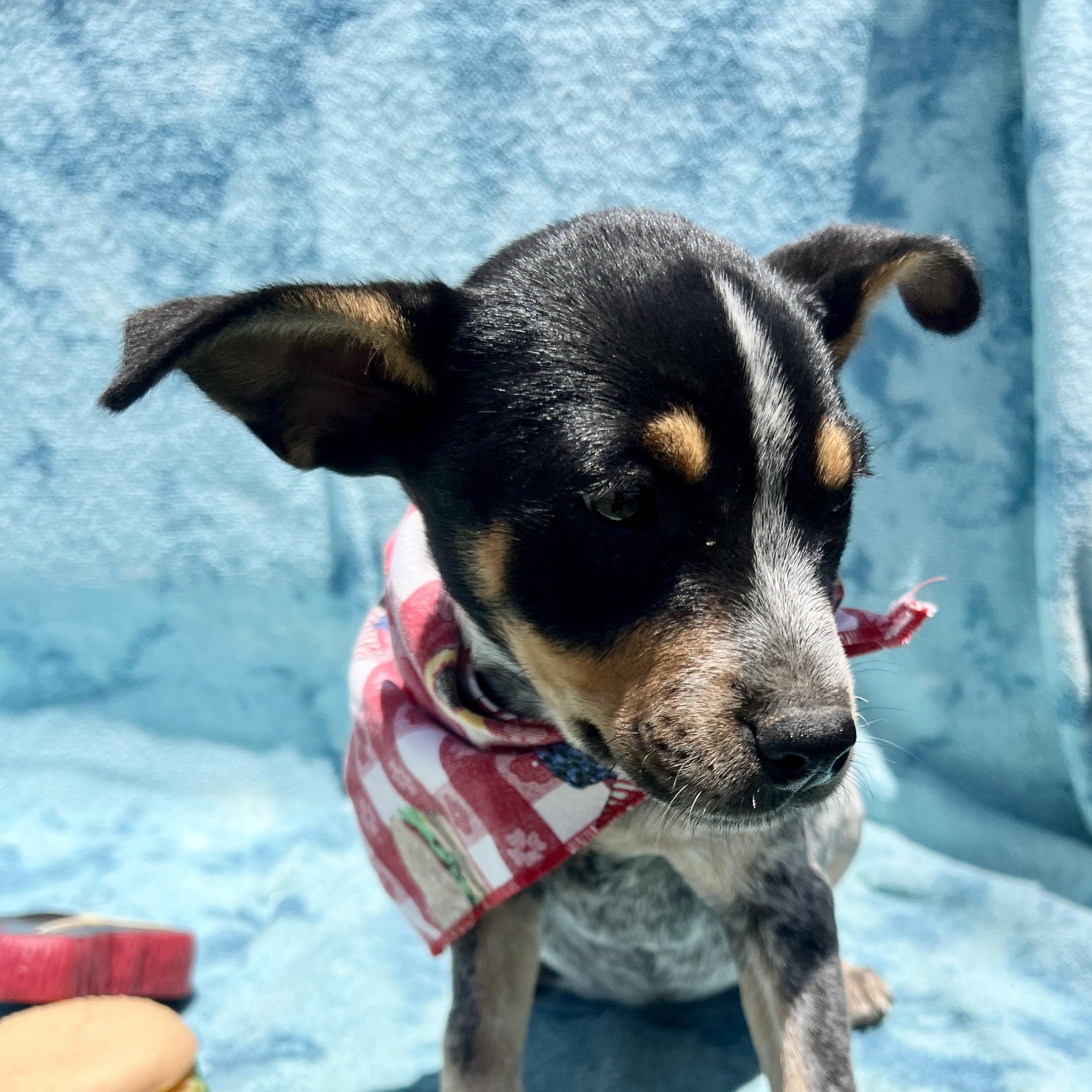 Lou, Adoptable, Puppy Female Cattle Dog.