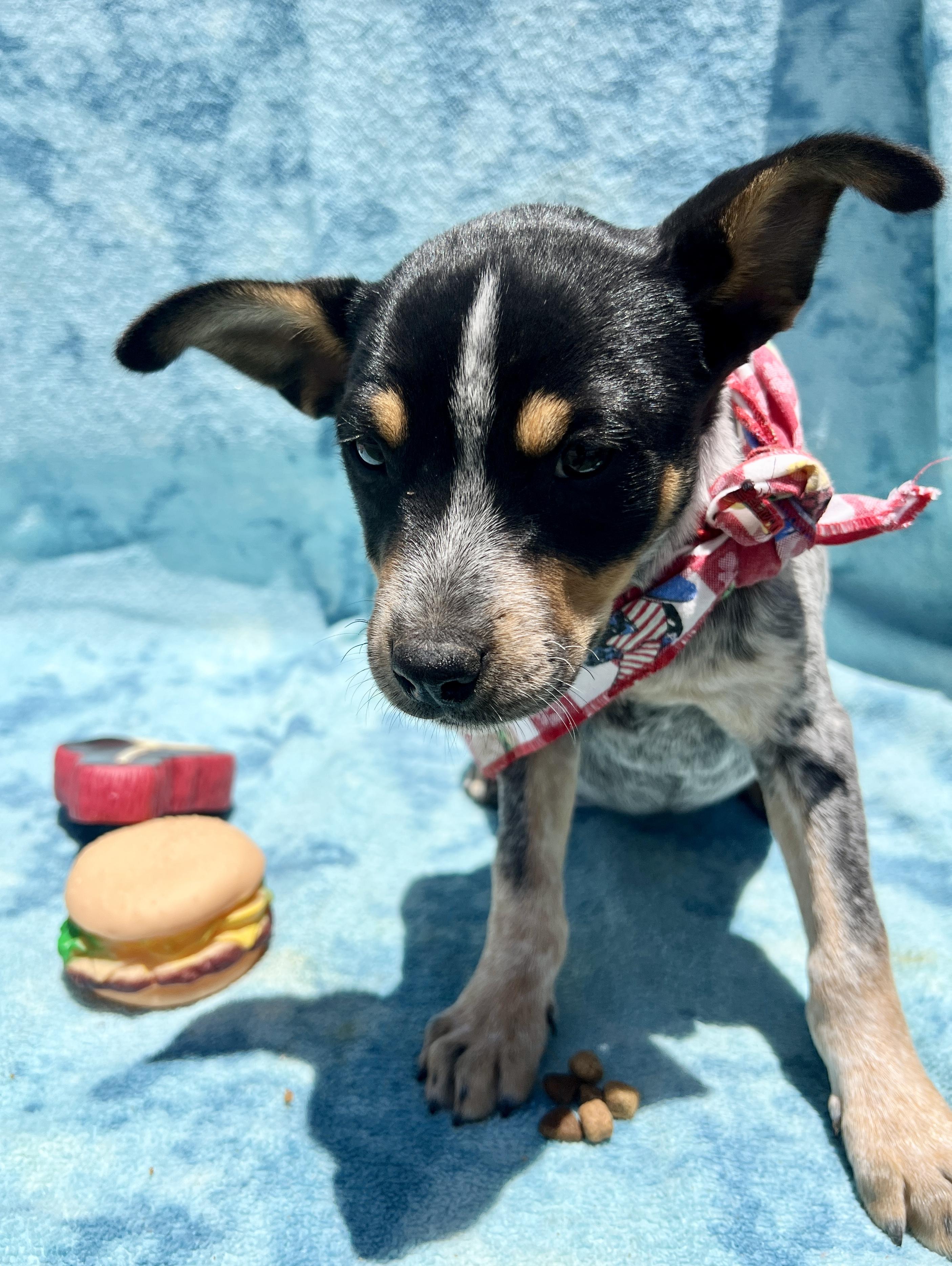 Enlarge Lou, a Adoptable mixed breed in Roseville , CA image 3/5