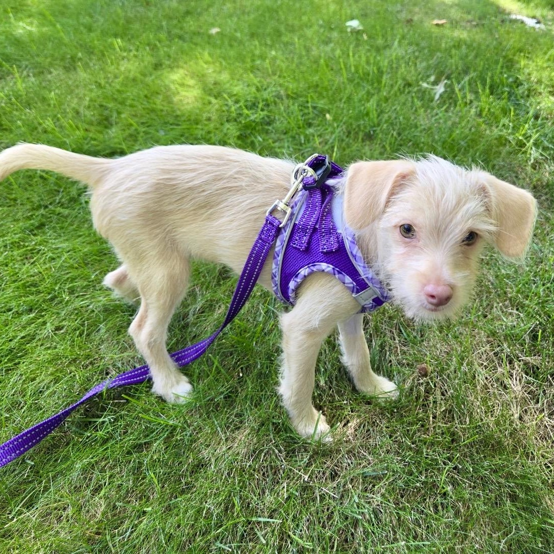 Enlarge Sophie, a Adopted mixed breed in Pelham, NH image 3/6