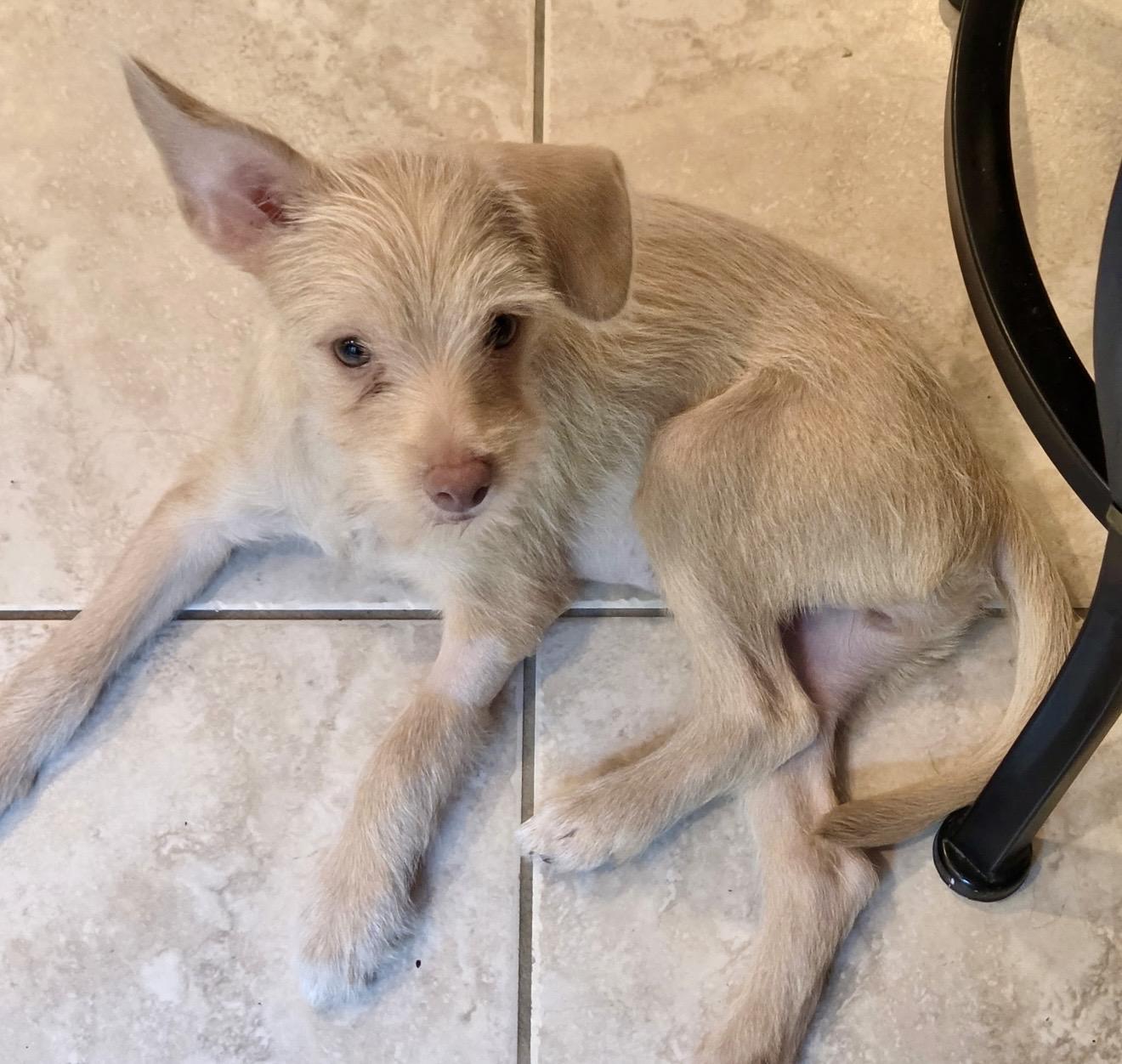 Enlarge Sophie, a Adopted mixed breed in Pelham, NH image 6/6
