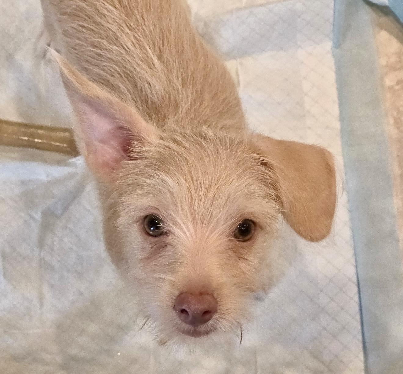 Enlarge Sophie, a Adopted mixed breed in Pelham, NH image 4/6