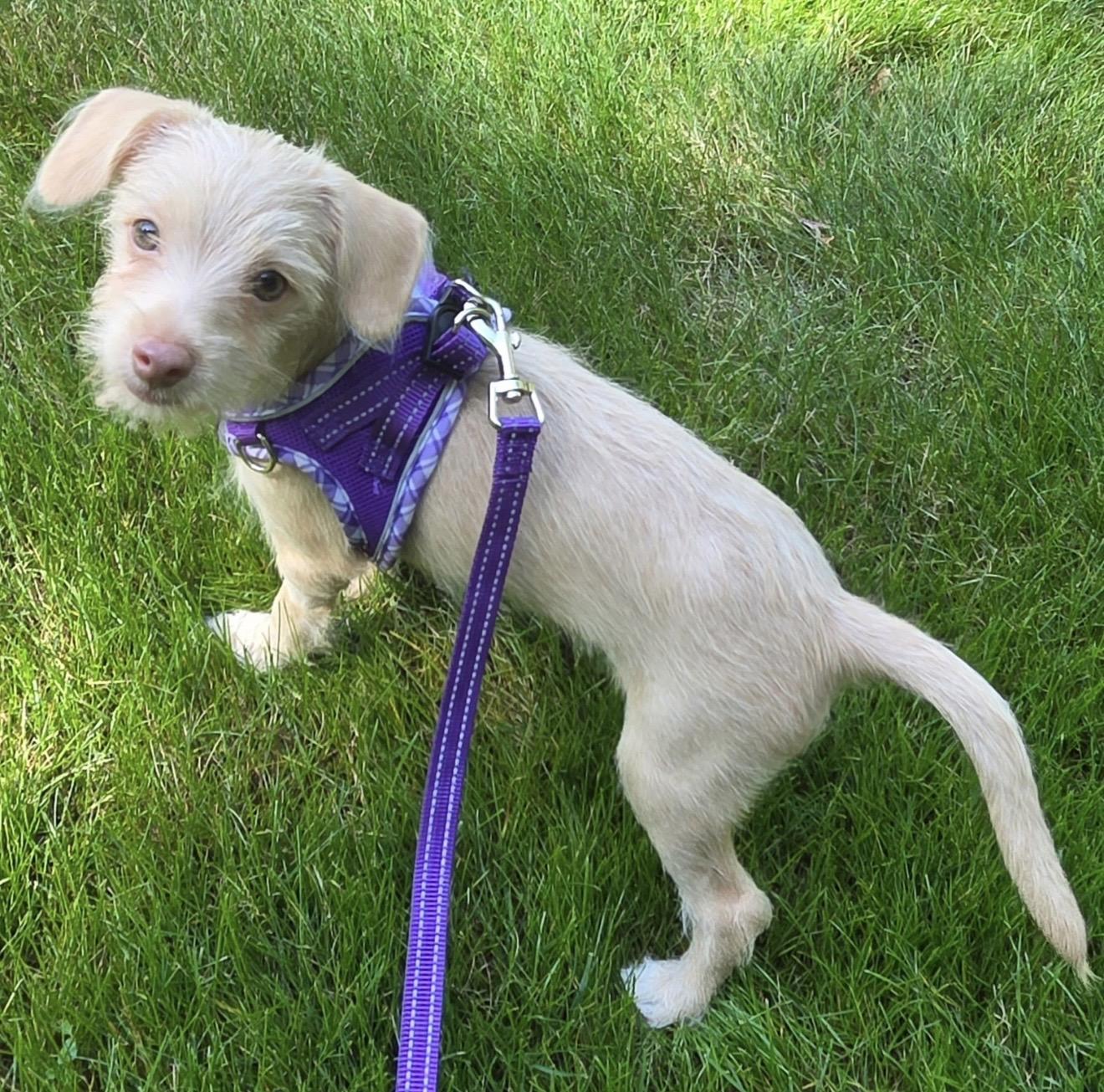 Enlarge Sophie, a Adopted mixed breed in Pelham, NH image 5/6