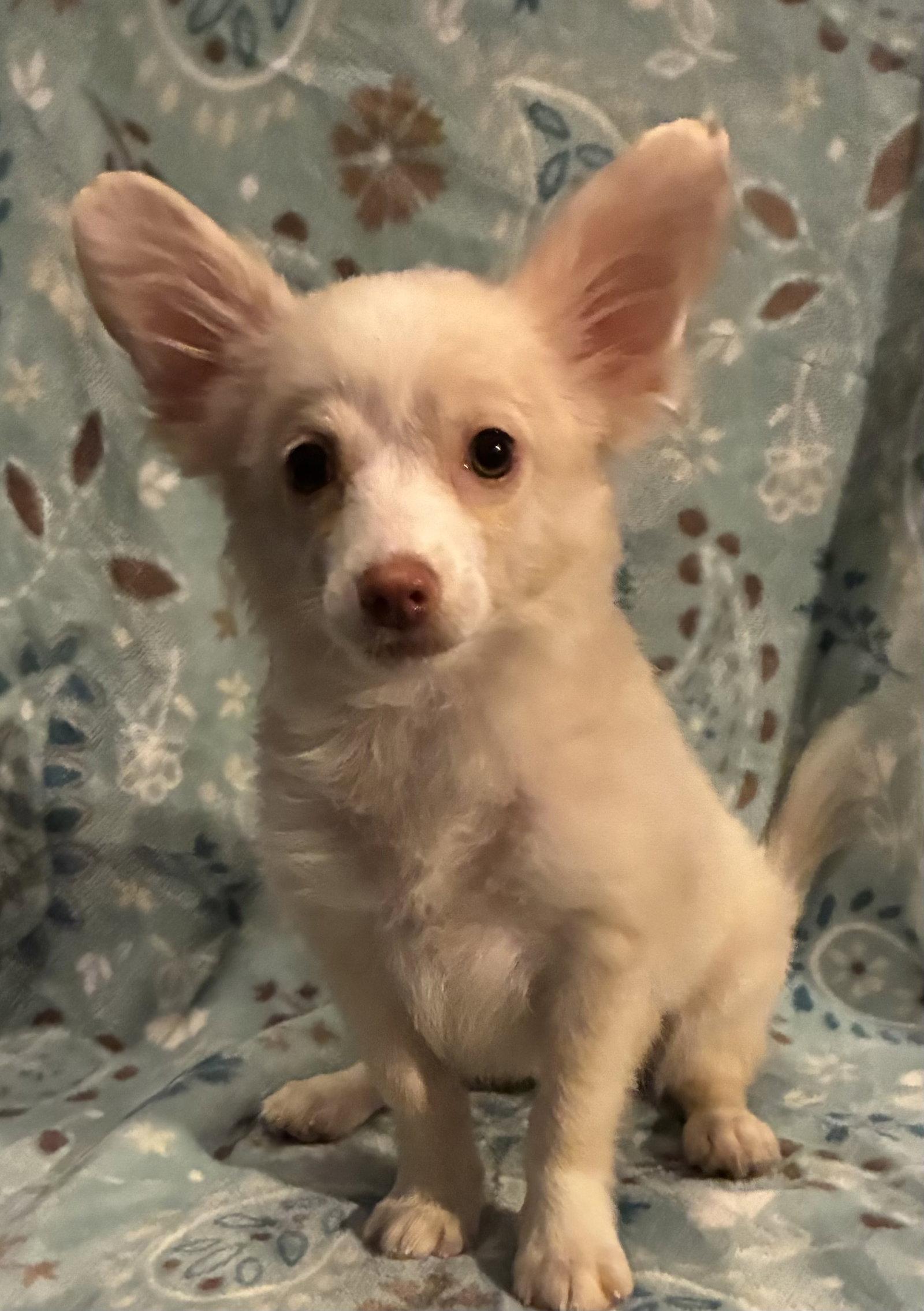 Trixie, adopted, Puppy Female Chihuahua & Pomeranian.