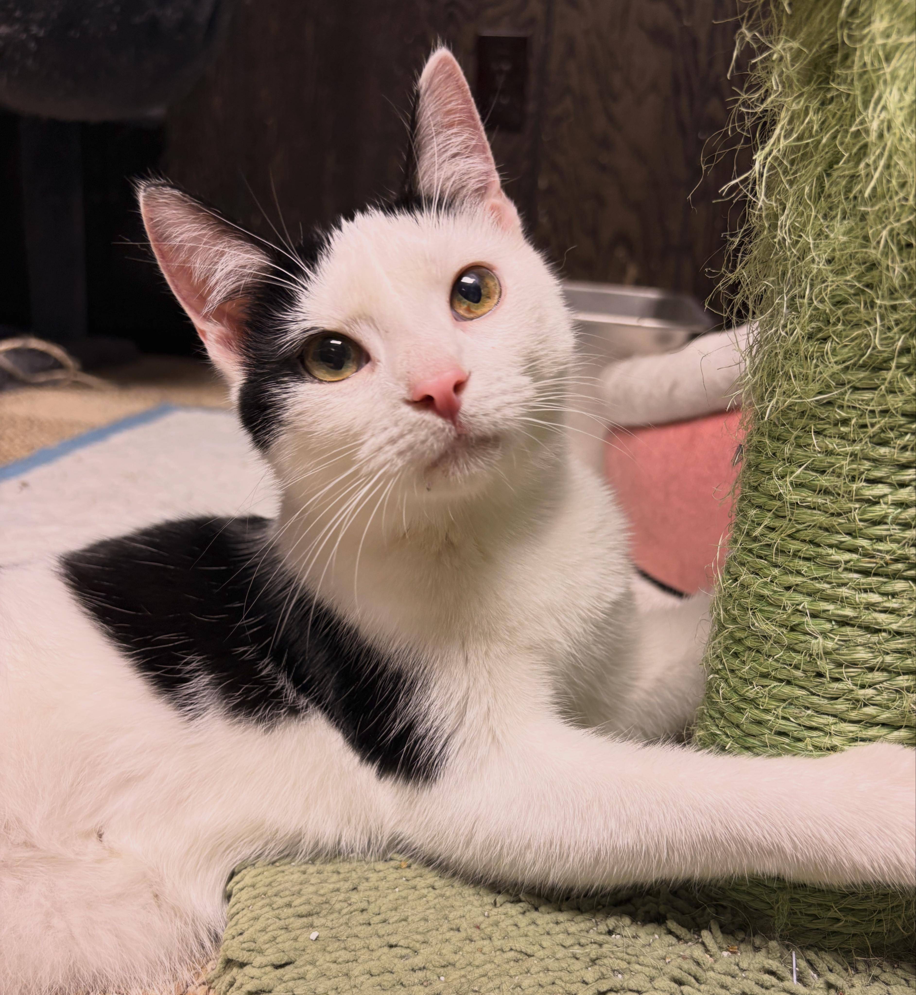 Bessie , ADOPTABLE, Young Female Domestic Short Hair.