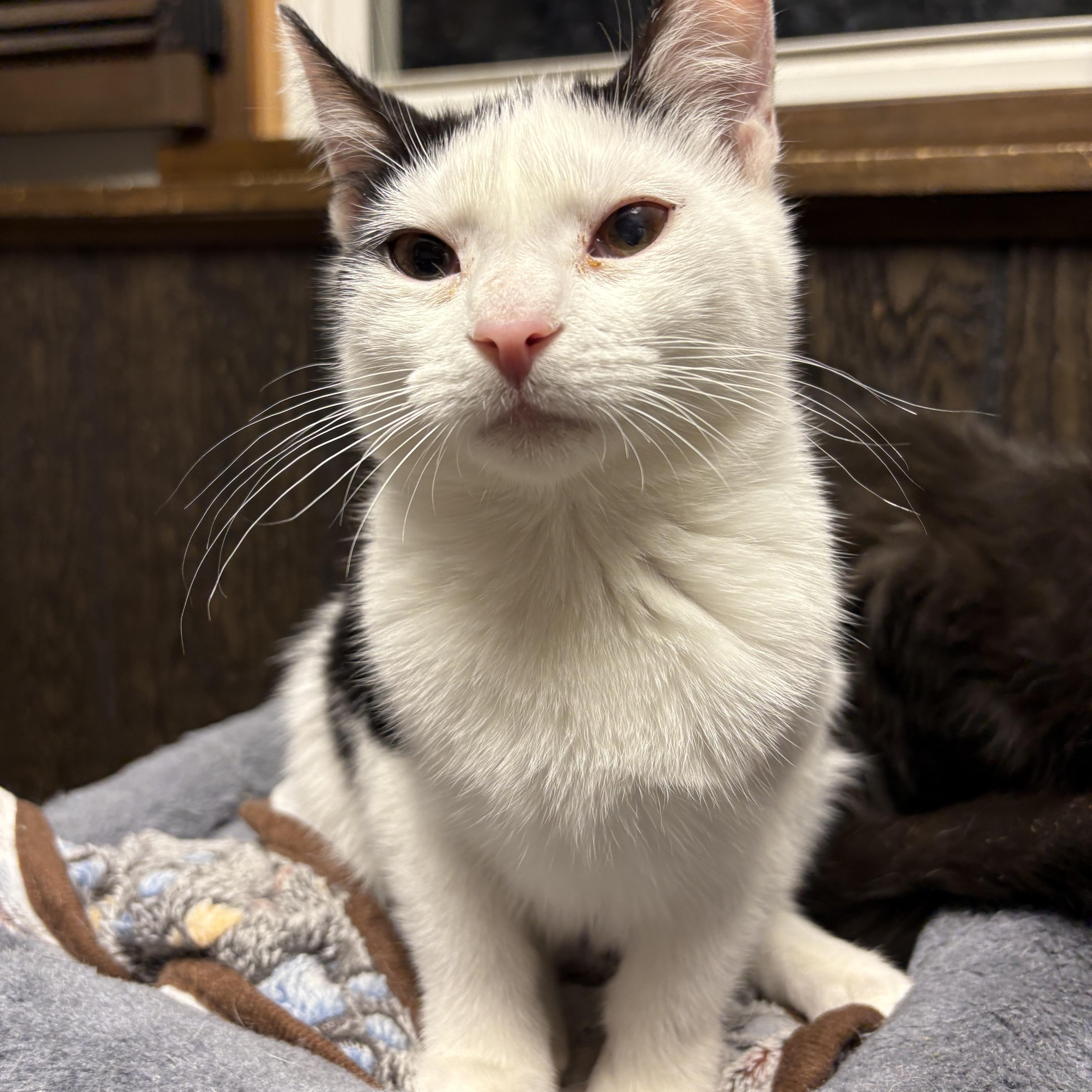 Bessie , ADOPTABLE, Young Female Domestic Short Hair.