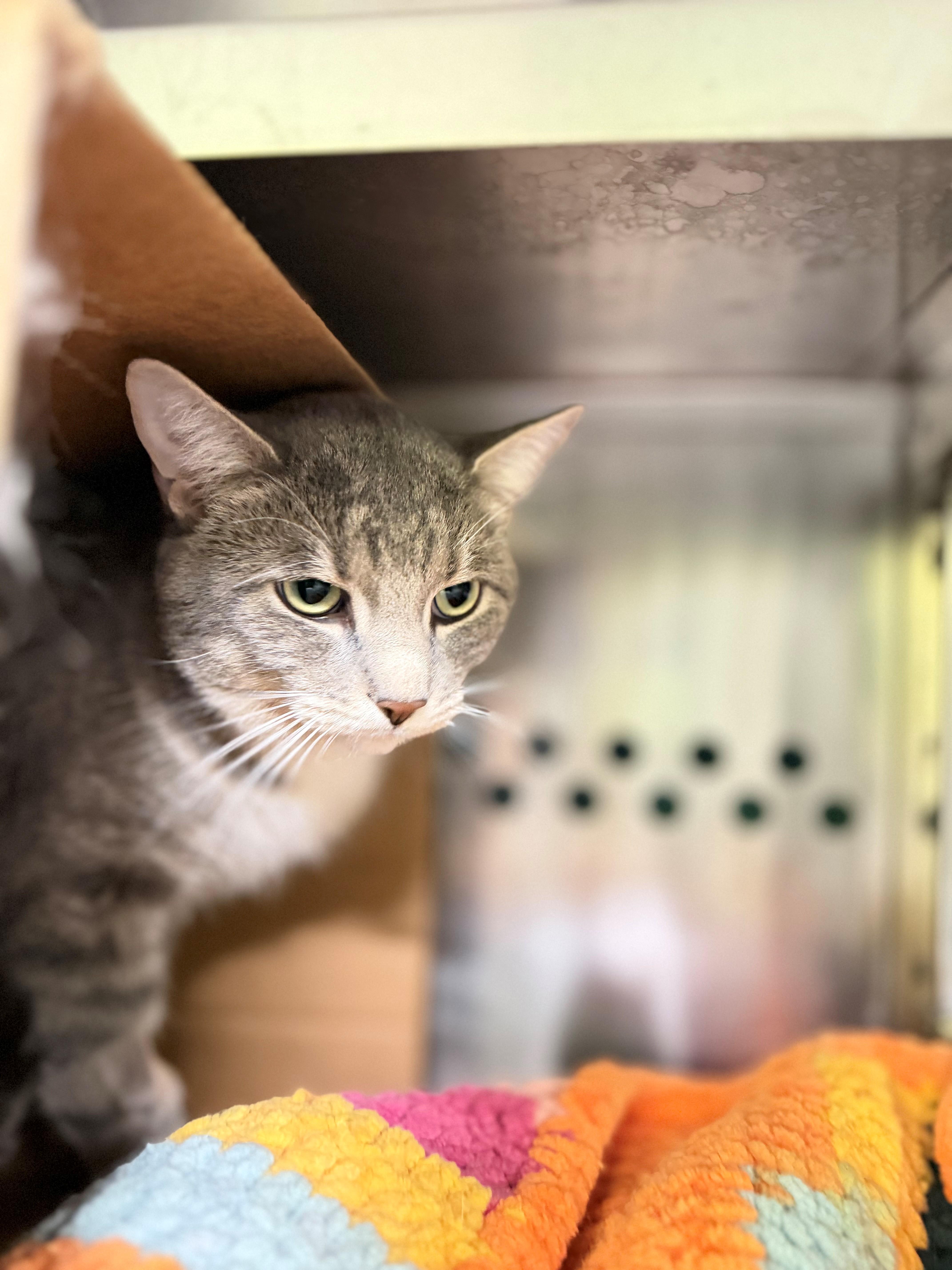 Enlarge Flounder, an adoptable Domestic Short Hair in Hamilton, ON image 2/3