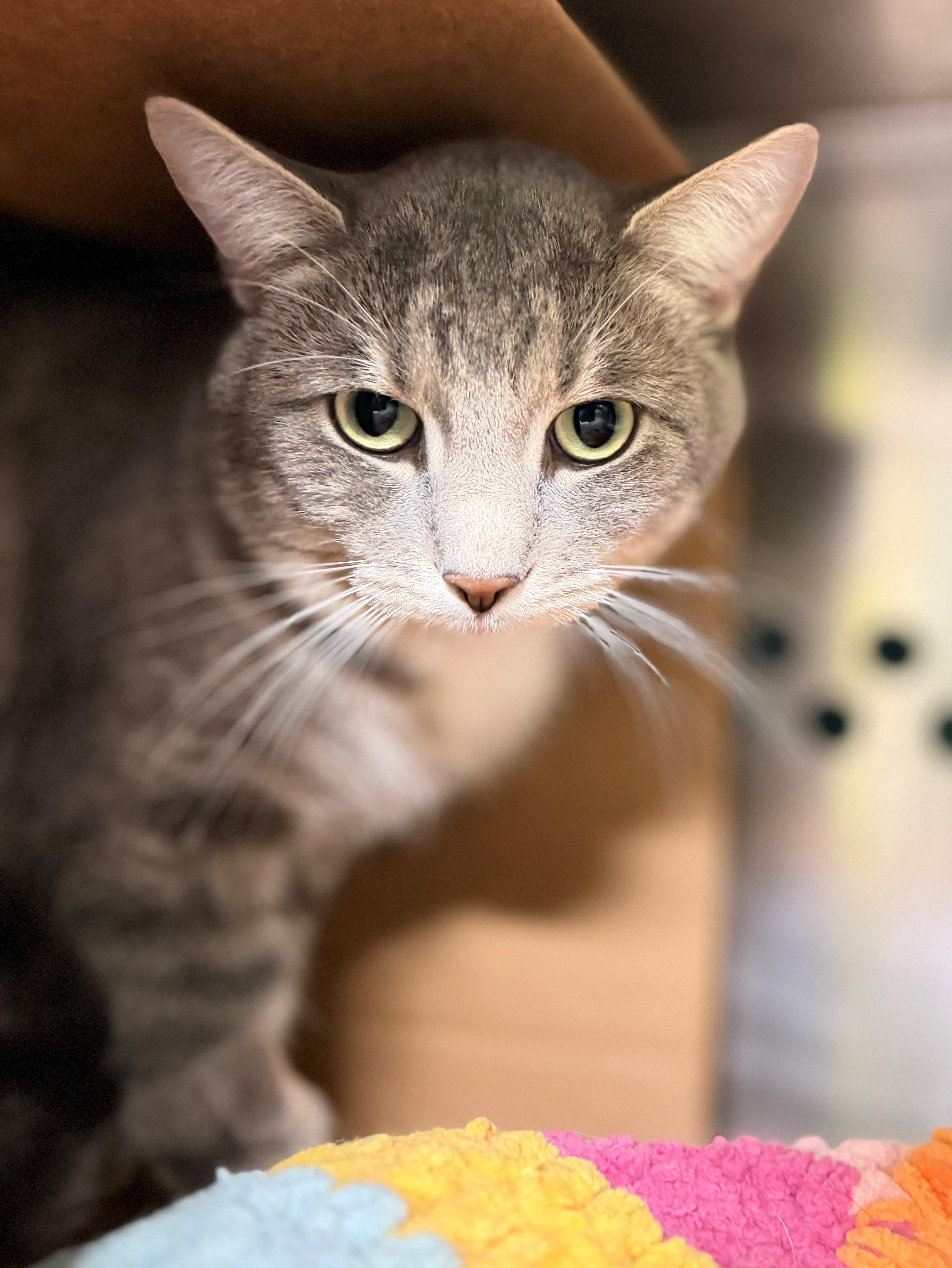 Enlarge Flounder, an adoptable Domestic Short Hair in Hamilton, ON image 3/3