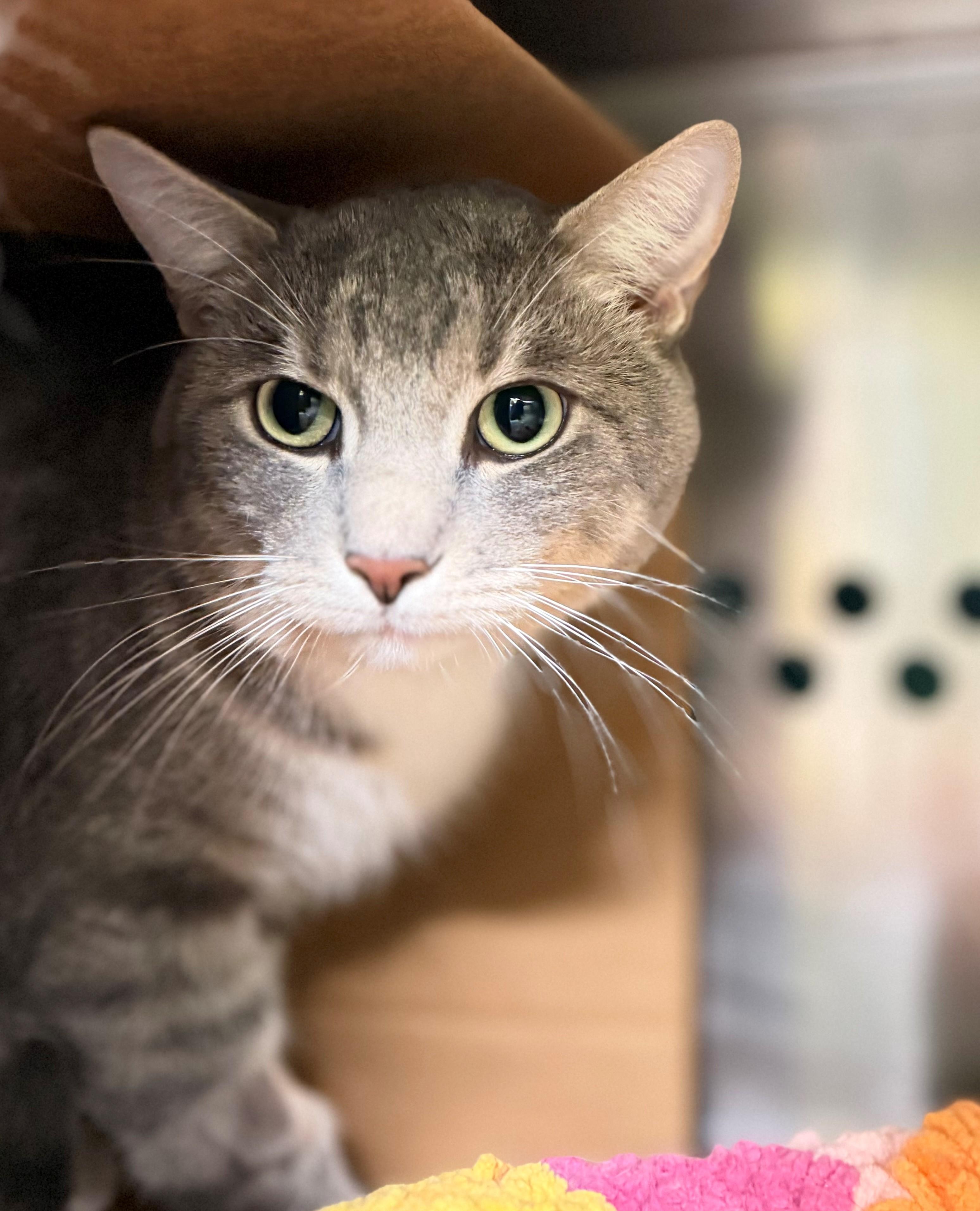 Enlarge Flounder, an adoptable Domestic Short Hair in Hamilton, ON image 1/3