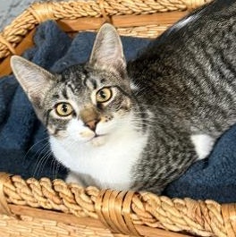Enlarge ZEUS, a ADOPTABLE Domestic Short Hair in Gresham, WI image 1/1
