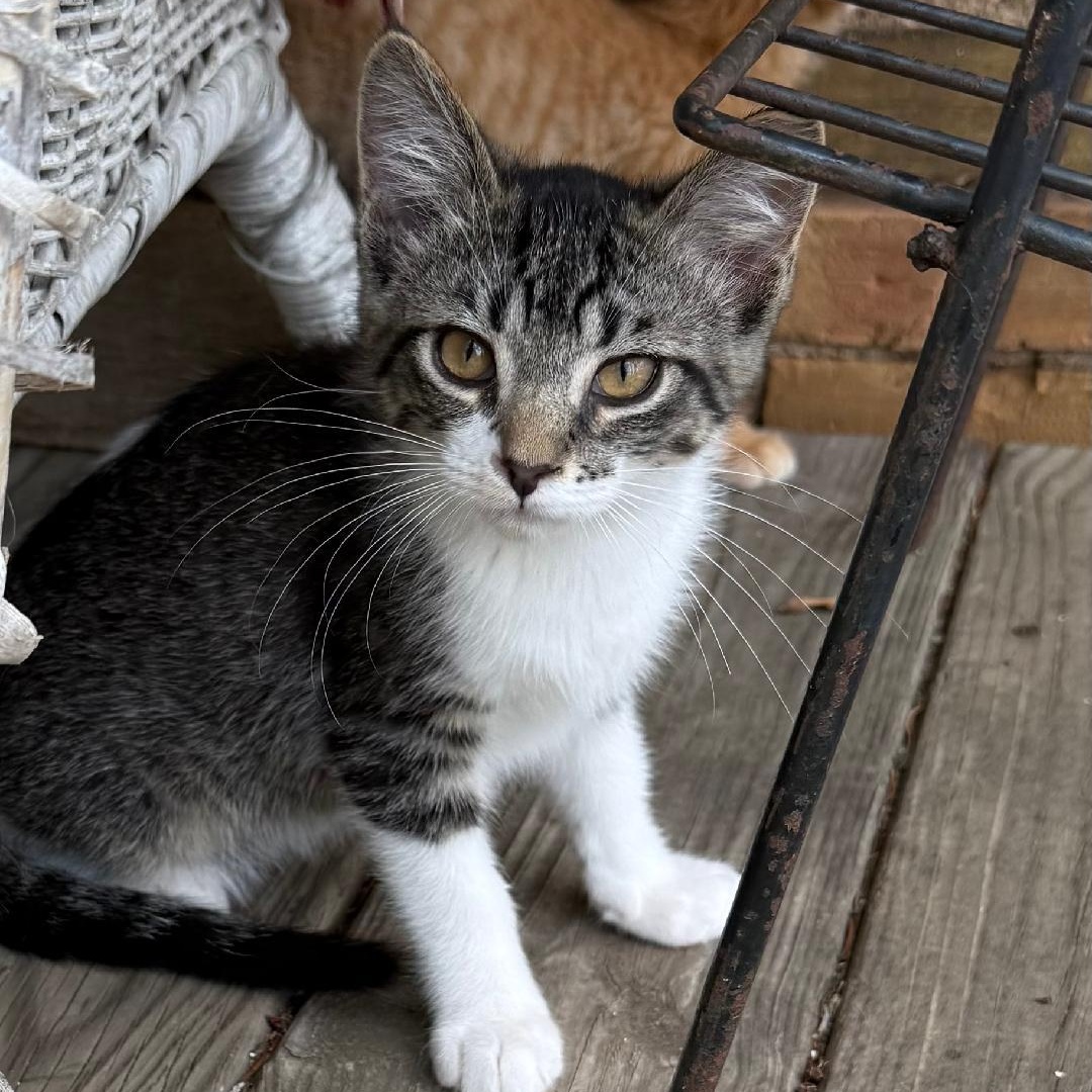 ZEUS, ADOPTABLE, Young Male Domestic Short Hair.