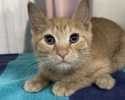 Dove, Adoptable, Kitten Female Domestic Short Hair & Domestic Short Hair.