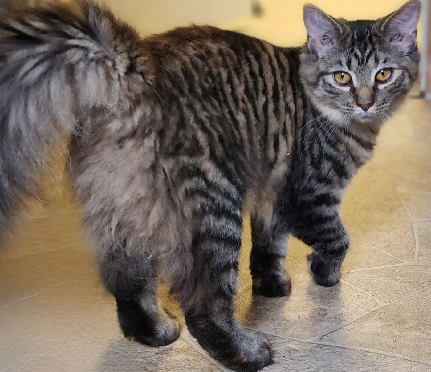 Kinsley, Adoptable, Young Female Domestic Medium Hair.