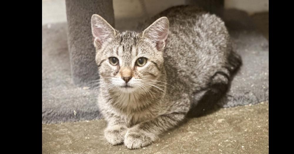 Enlarge Tommy, a Adoptable mixed breed in Groveland, MA image 2/6