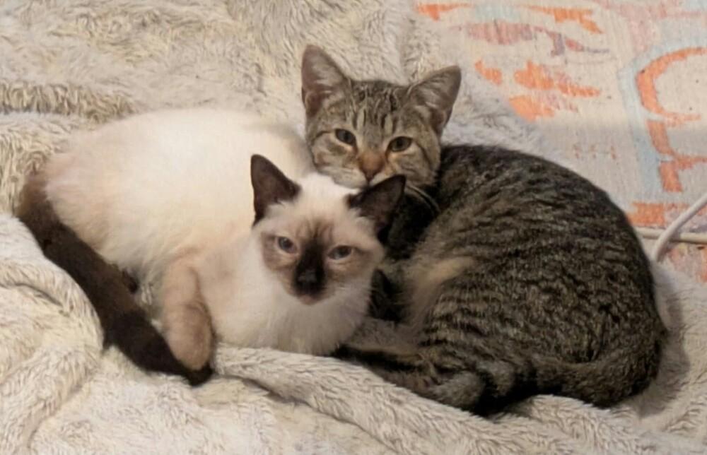 Enlarge Tommy, a Adoptable mixed breed in Groveland, MA image 3/6