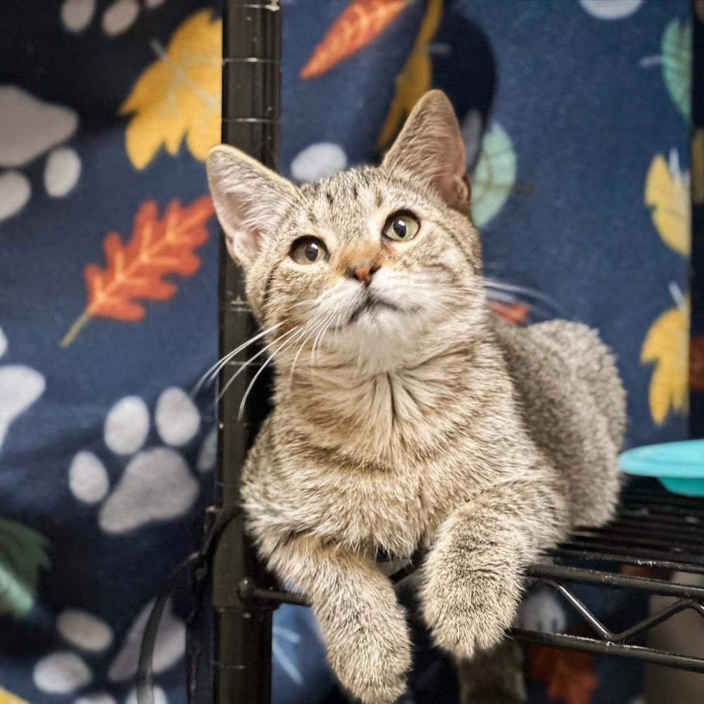 Enlarge Tommy, a Adoptable mixed breed in Groveland, MA image 4/6