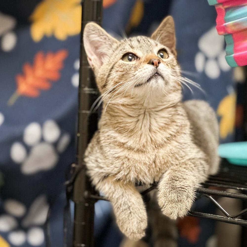 Enlarge Tommy, a Adoptable mixed breed in Groveland, MA image 5/6