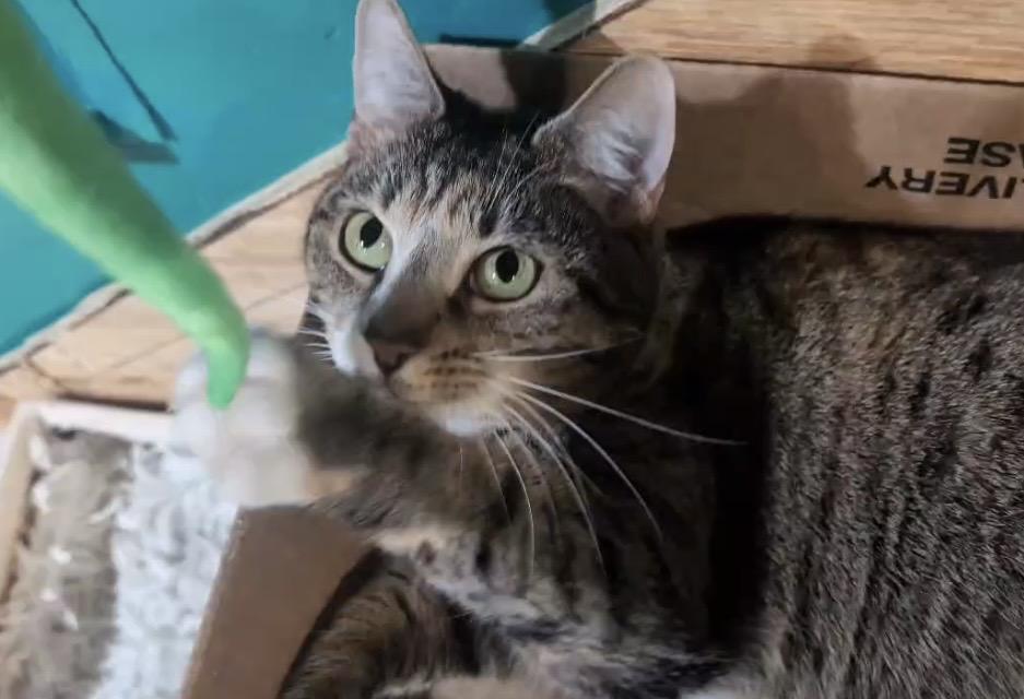 Scarlet, Adoptable, Adult Female Domestic Short Hair.