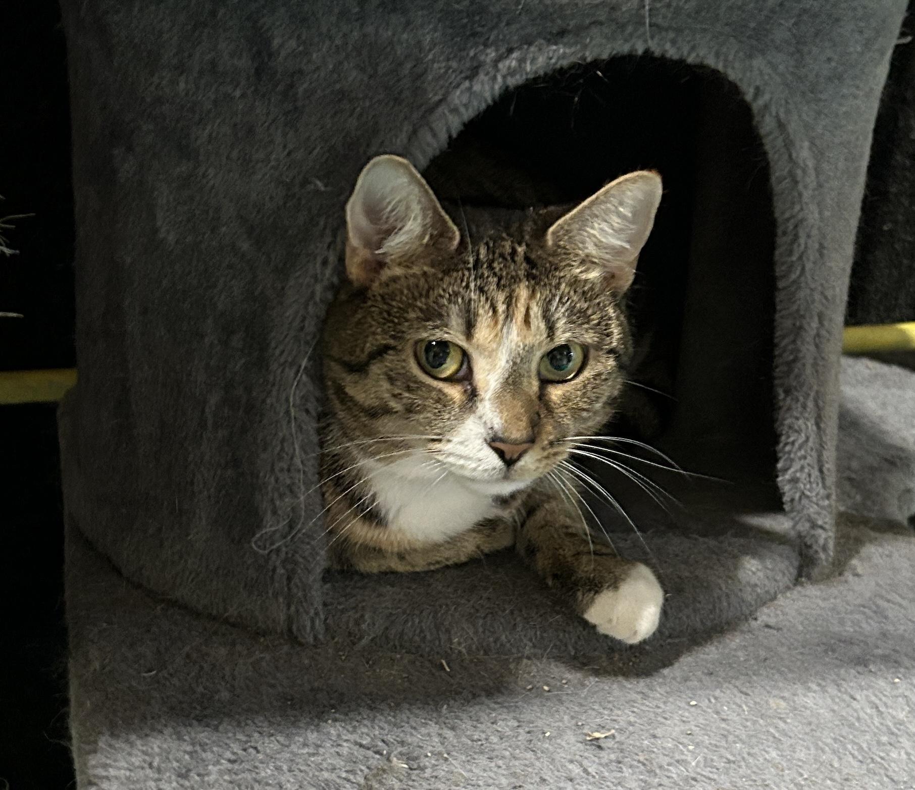 Scarlet, Adoptable, Adult Female Domestic Short Hair.