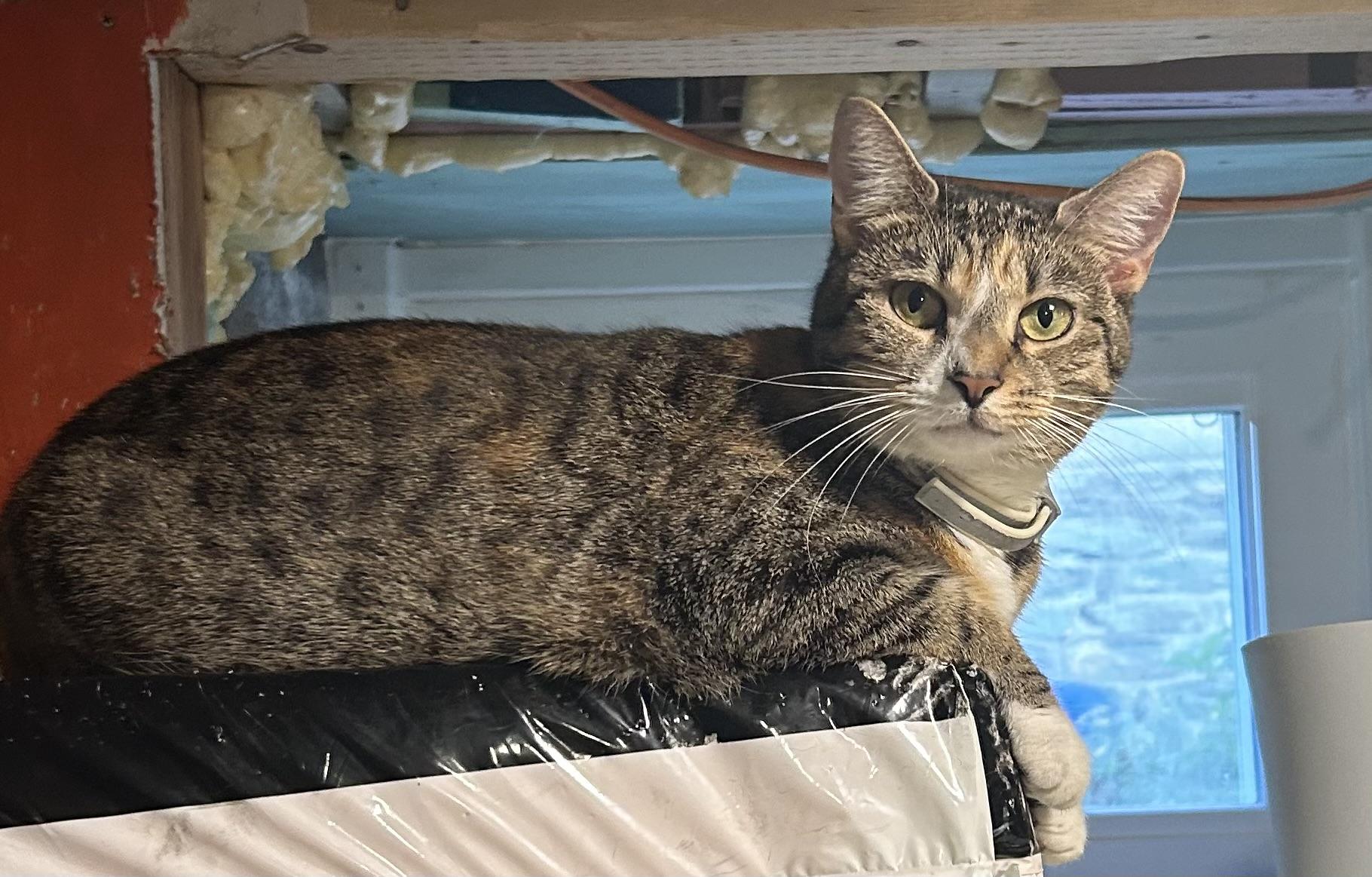 Enlarge Scarlet, a Adoptable mixed breed in Havertown, PA image 2/6