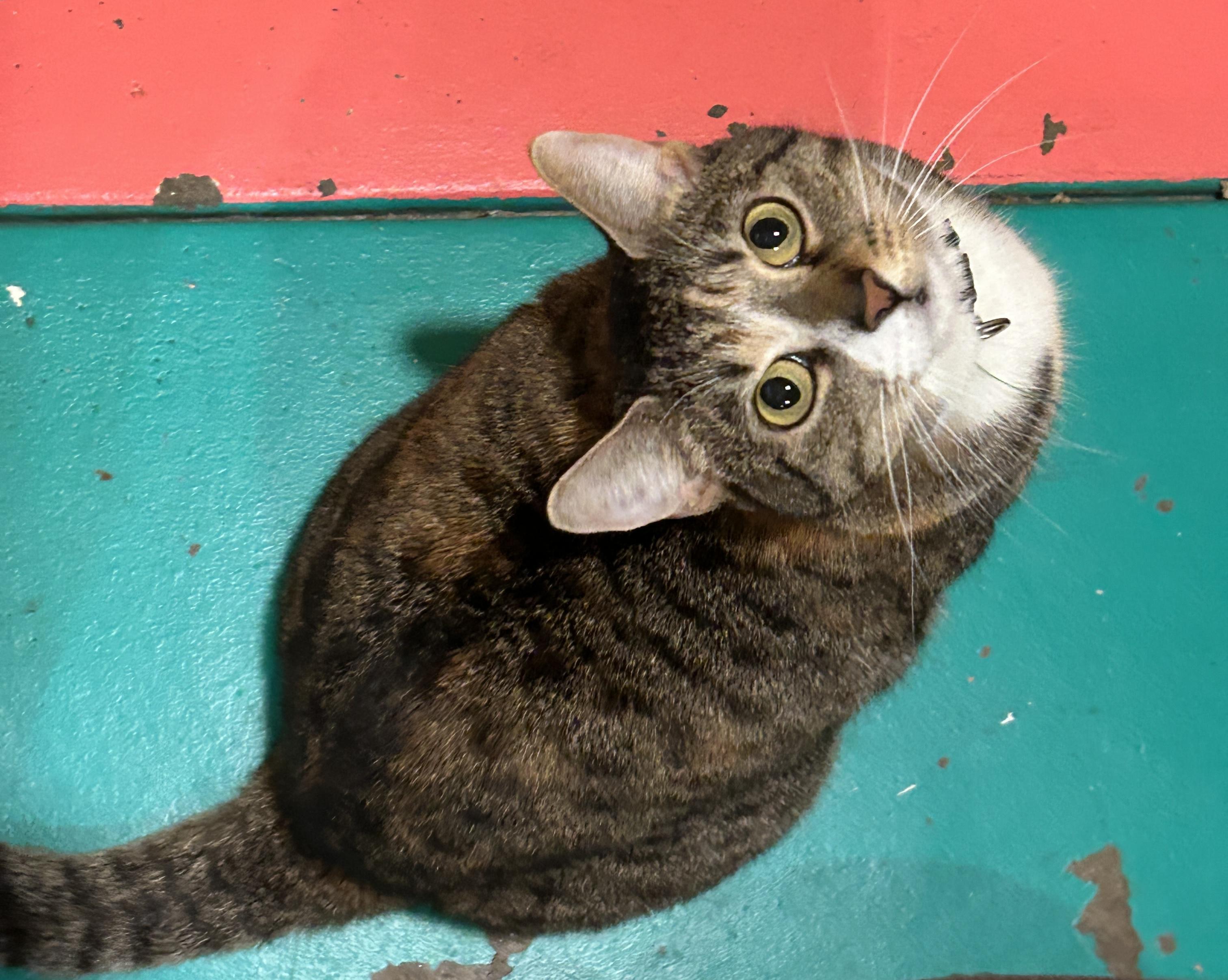 Enlarge Scarlet, a Adoptable mixed breed in Havertown, PA image 4/6