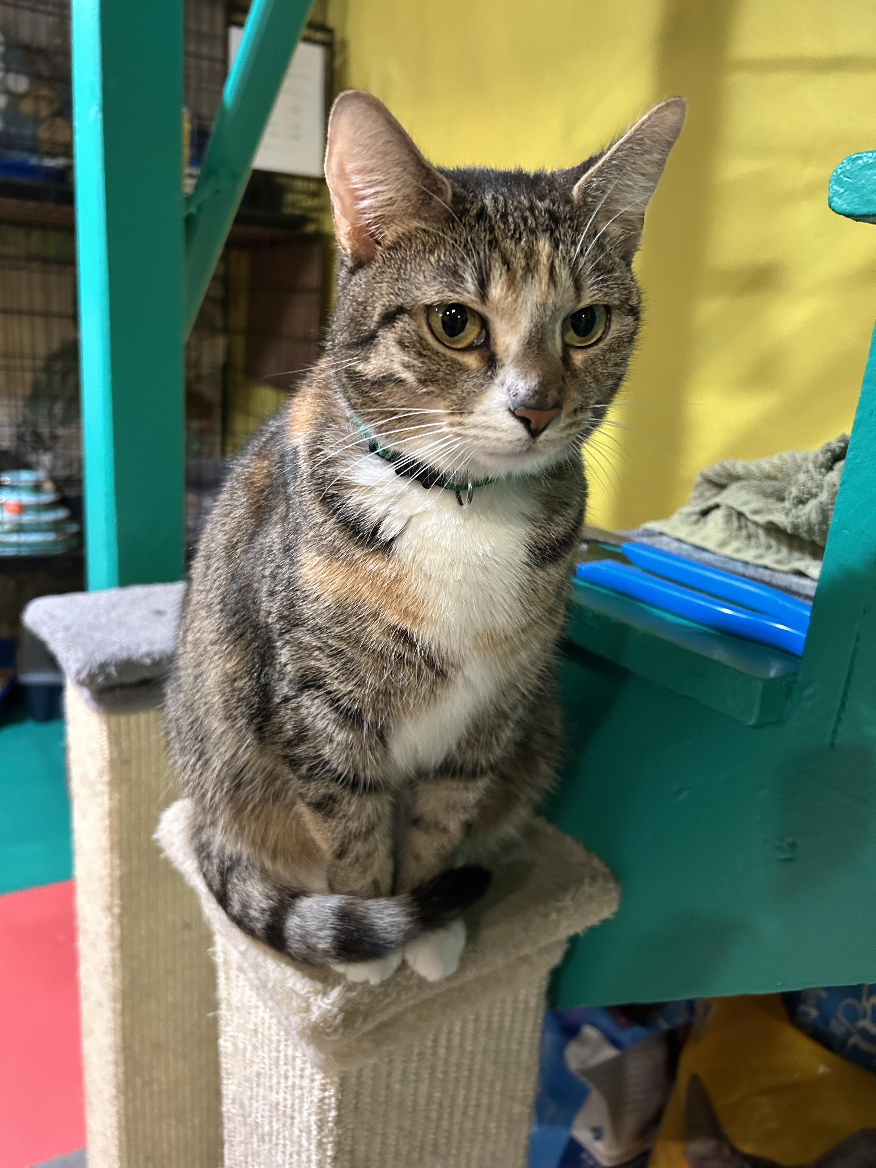 Scarlet, Adoptable, Adult Female Domestic Short Hair.